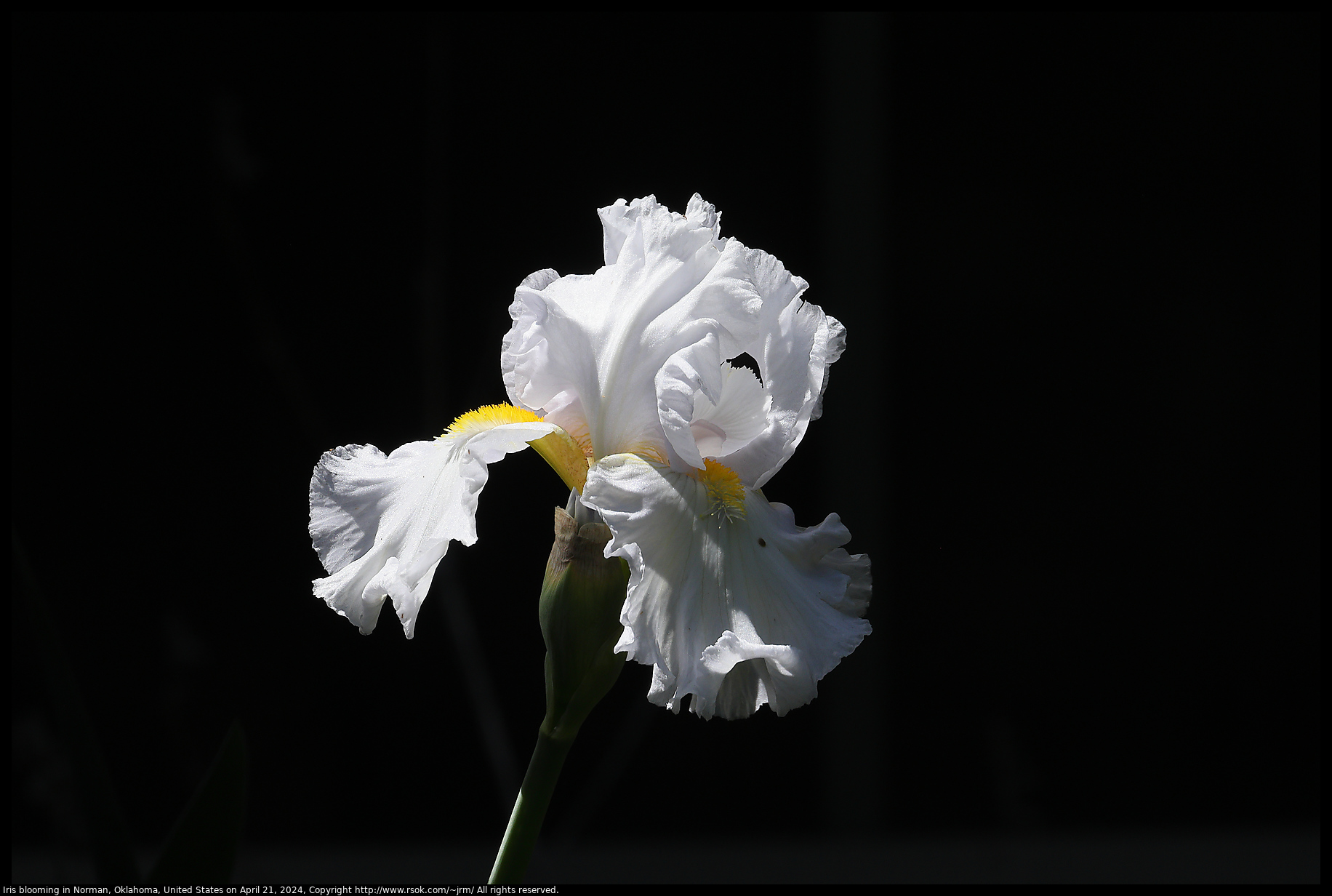 Iris in Norman, Oklahoma, United States on April 21, 2024