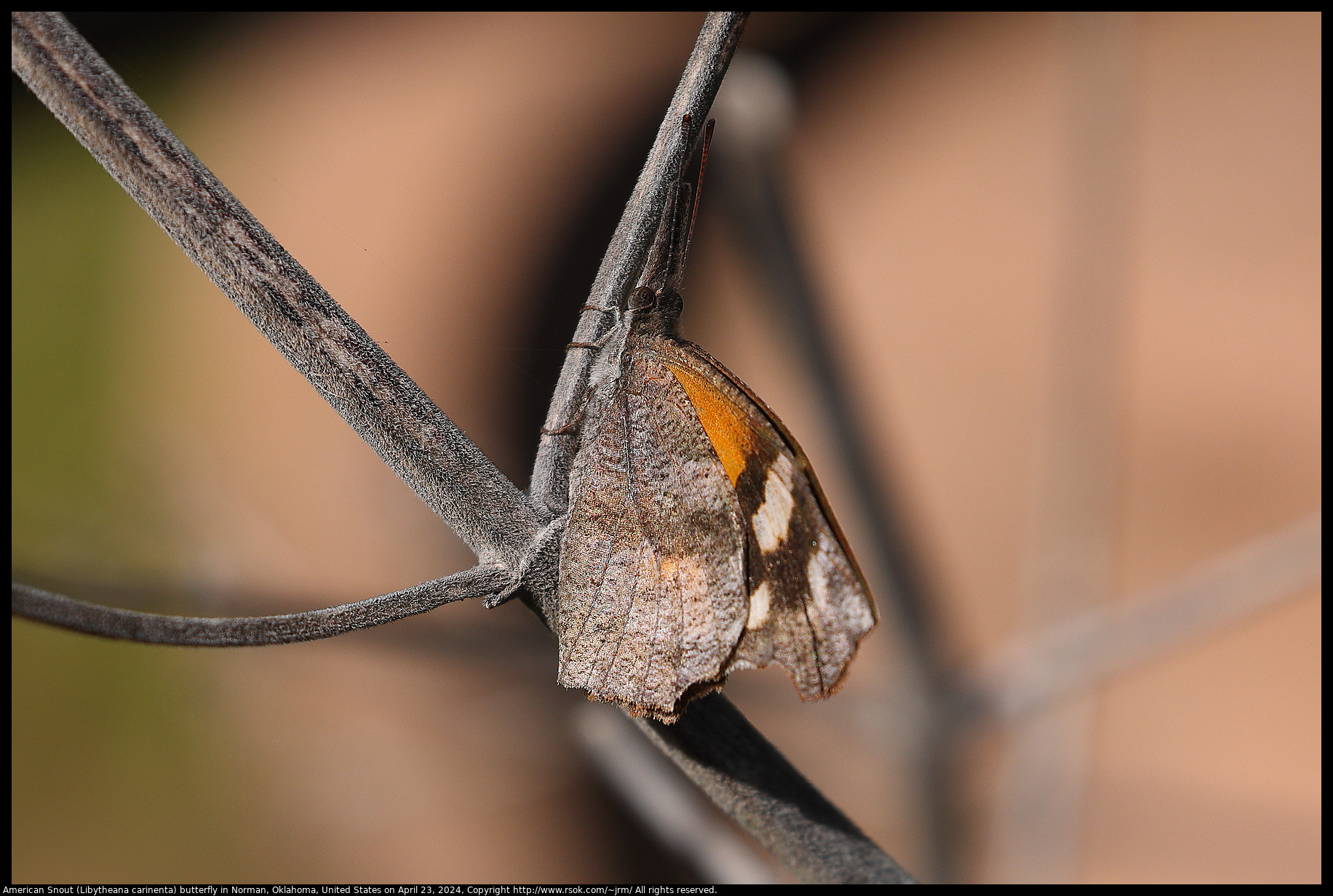 American Snout (Libytheana carinenta) butterfly in Norman, Oklahoma, United States on April 23, 2024