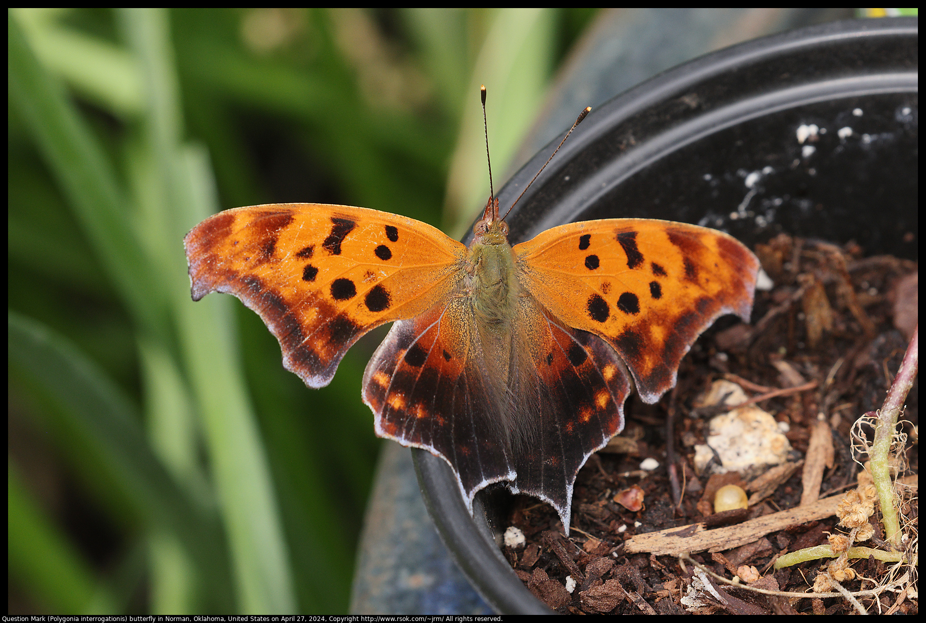 Question Mark (Polygonia interrogationis) butterfly in Norman, Oklahoma, United States on April 27, 2024