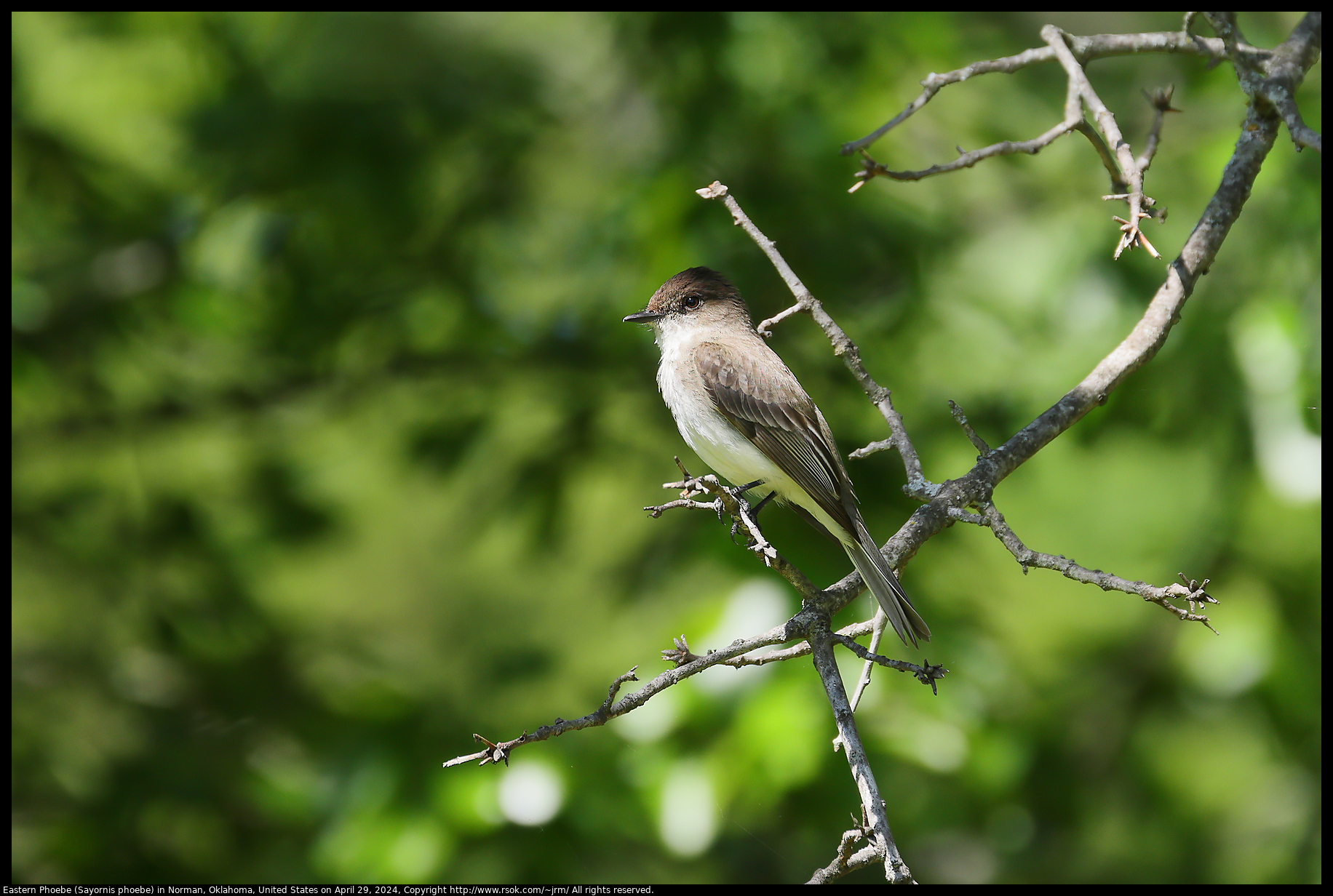 Eastern Phoebe (Sayornis phoebe) in Norman, Oklahoma, United States on April 29, 2024