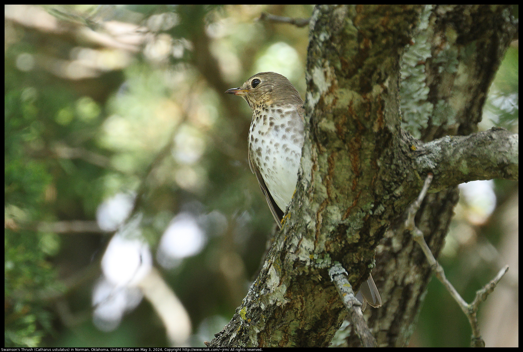 Swainson's Thrush (Catharus ustulatus) in Norman, Oklahoma, United States on May 3, 2024