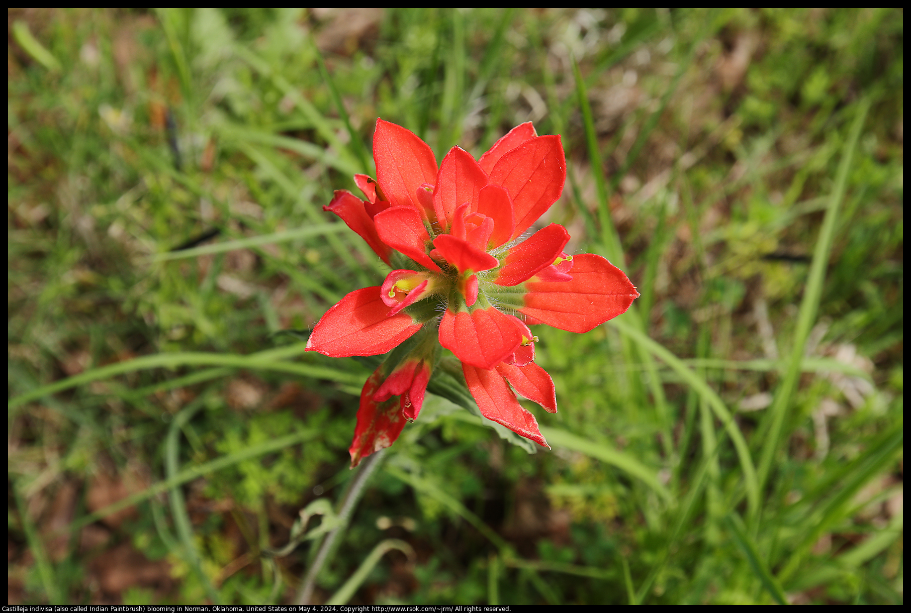 Castilleja indivisa (also called Indian Paintbrush) blooming in Norman, Oklahoma, United States on May 4, 2024