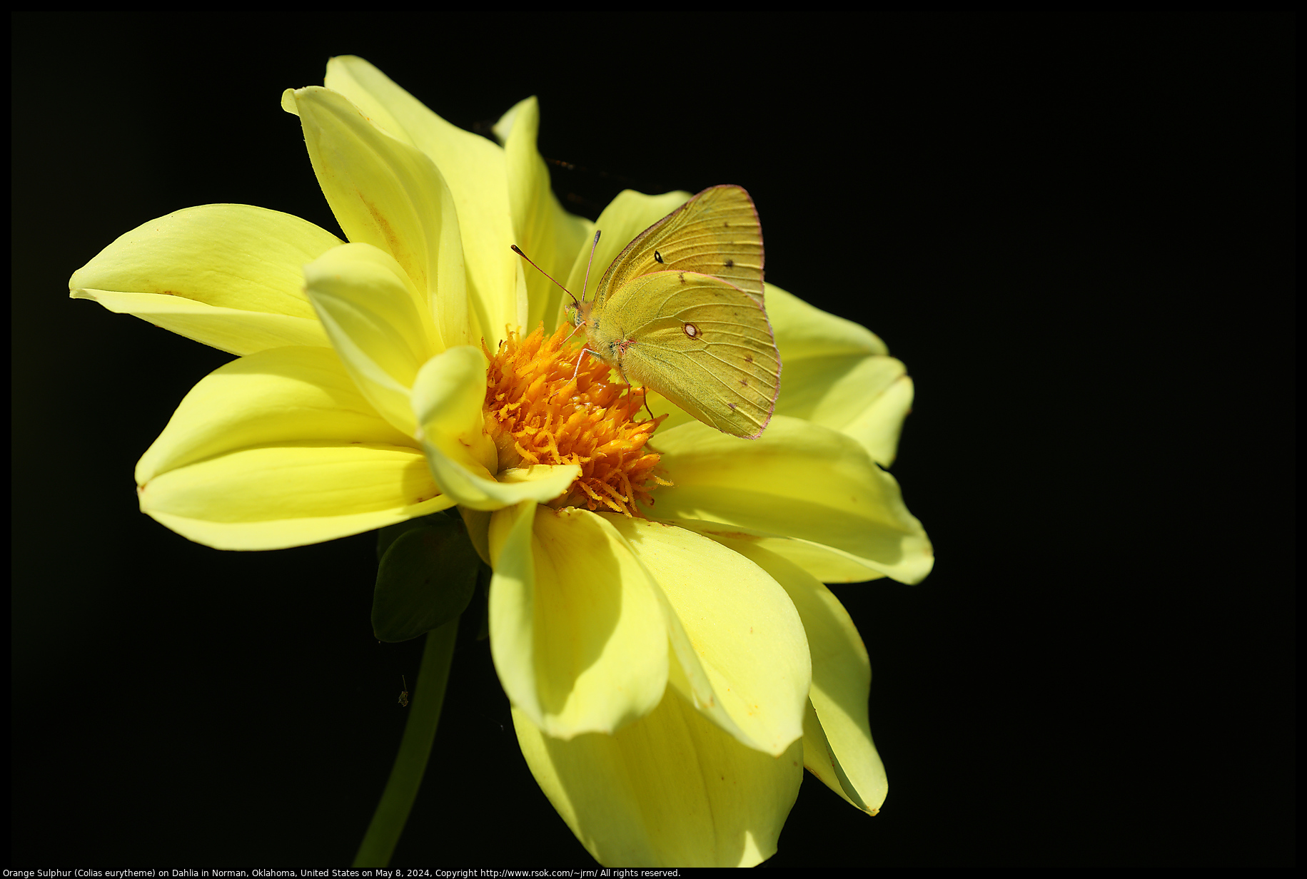 Orange Sulphur (Colias eurytheme) on Dahlia in Norman, Oklahoma, United States on May 8, 2024