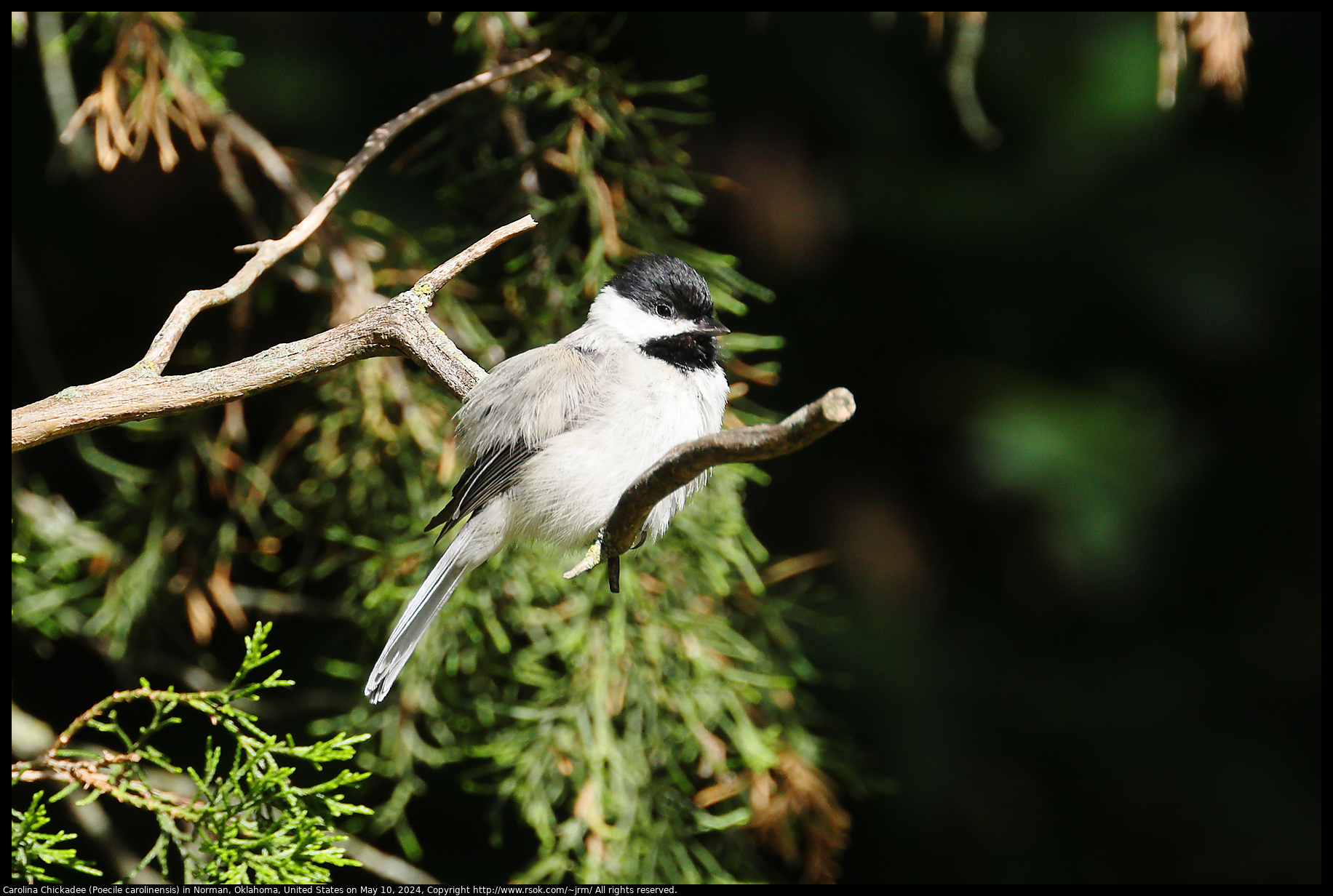 Carolina Chickadee (Poecile carolinensis) in Norman, Oklahoma, United States on May 10, 2024