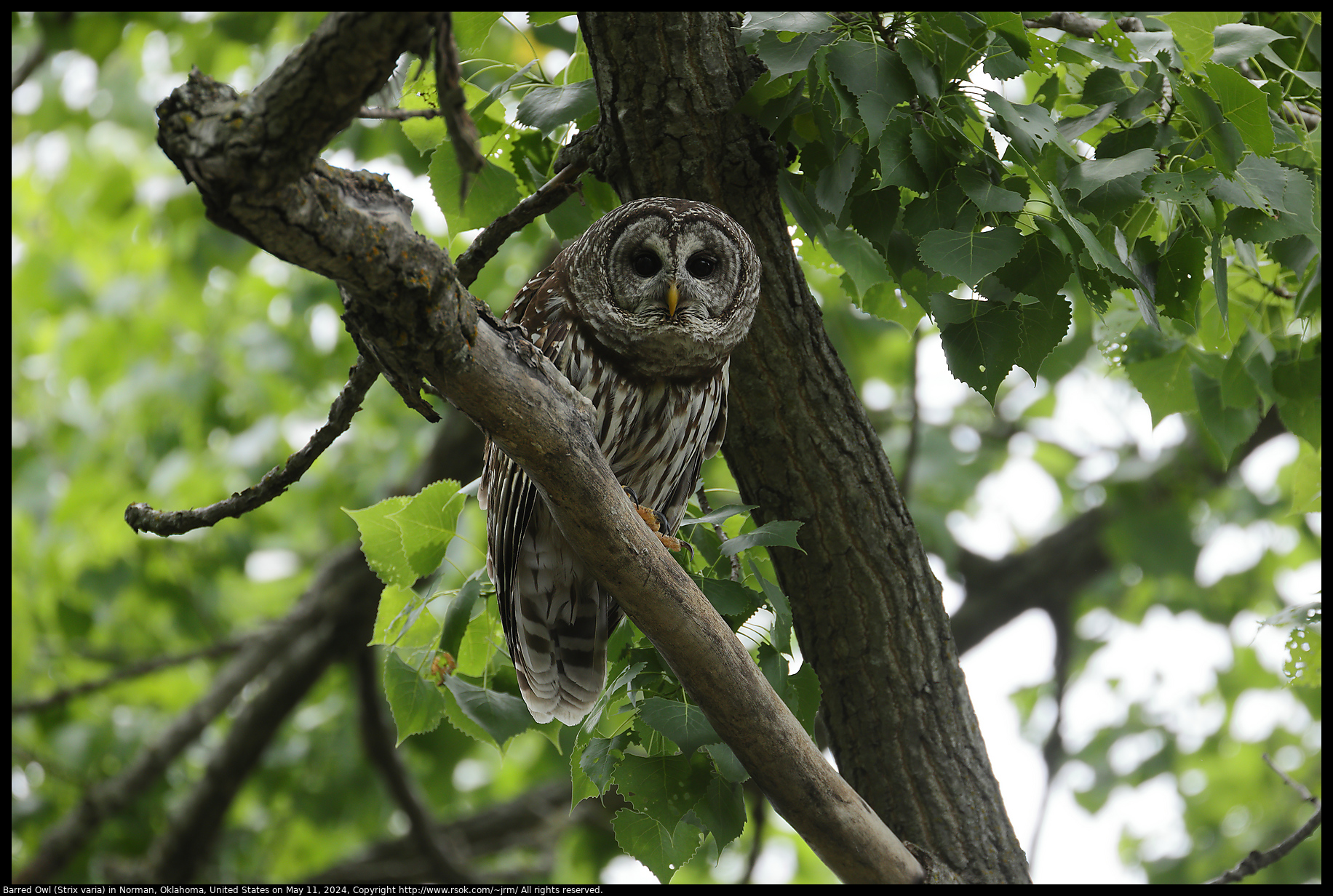 Barred Owl (Strix varia) in Norman, Oklahoma, United States on May 11, 2024