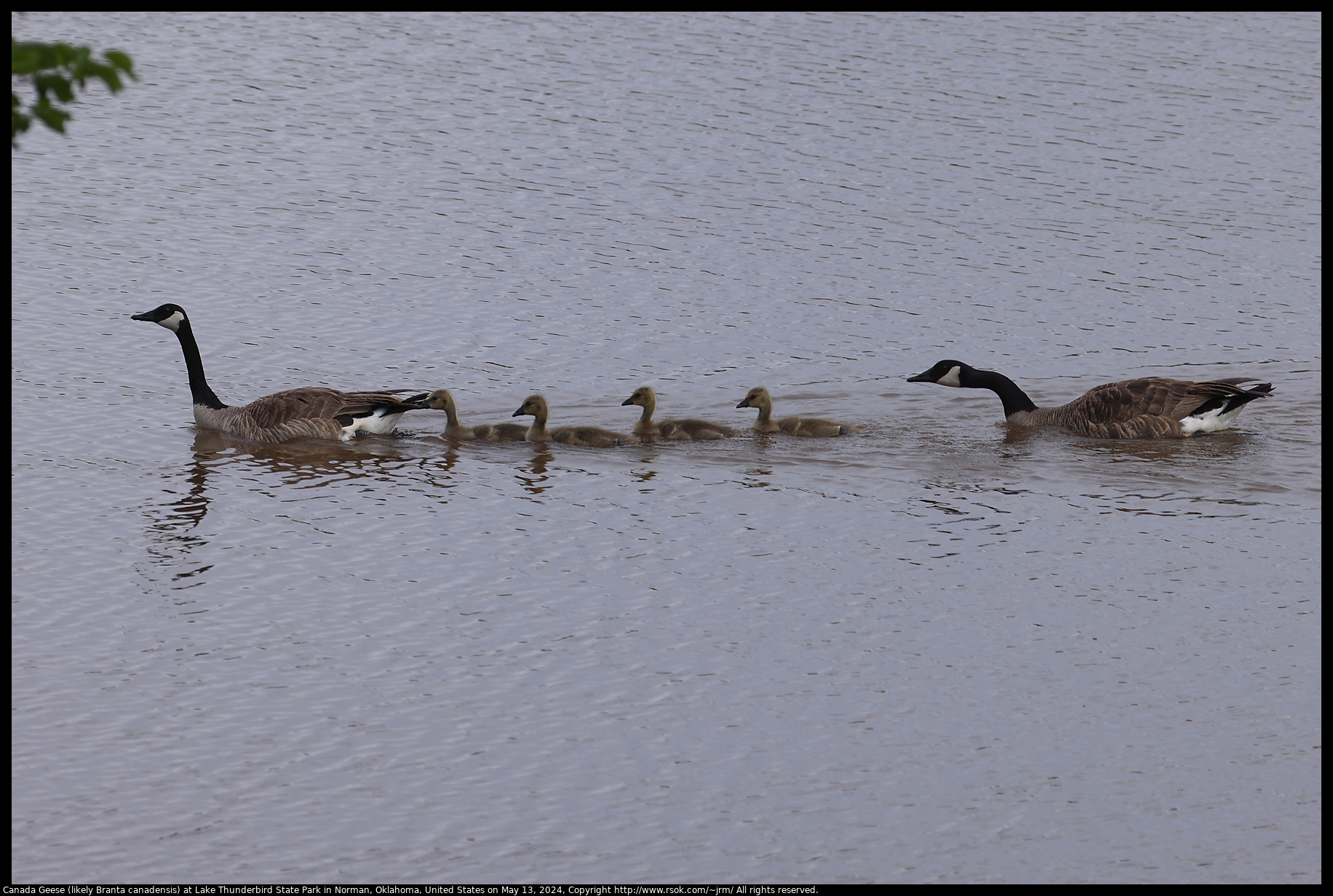 Canada Geese (likely Branta canadensis) at Lake Thunderbird State Park in Norman, Oklahoma, United States on May 13, 2024