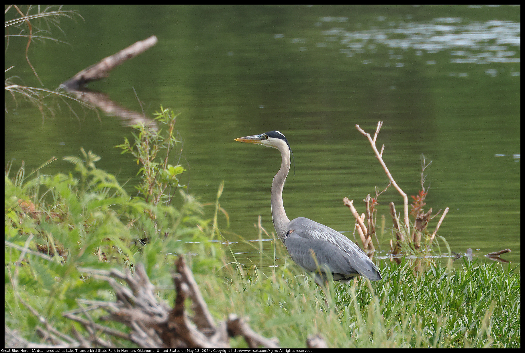 Great Blue Heron (Ardea herodias) at Lake Thunderbird State Park in Norman, Oklahoma, United States on May 13, 2024