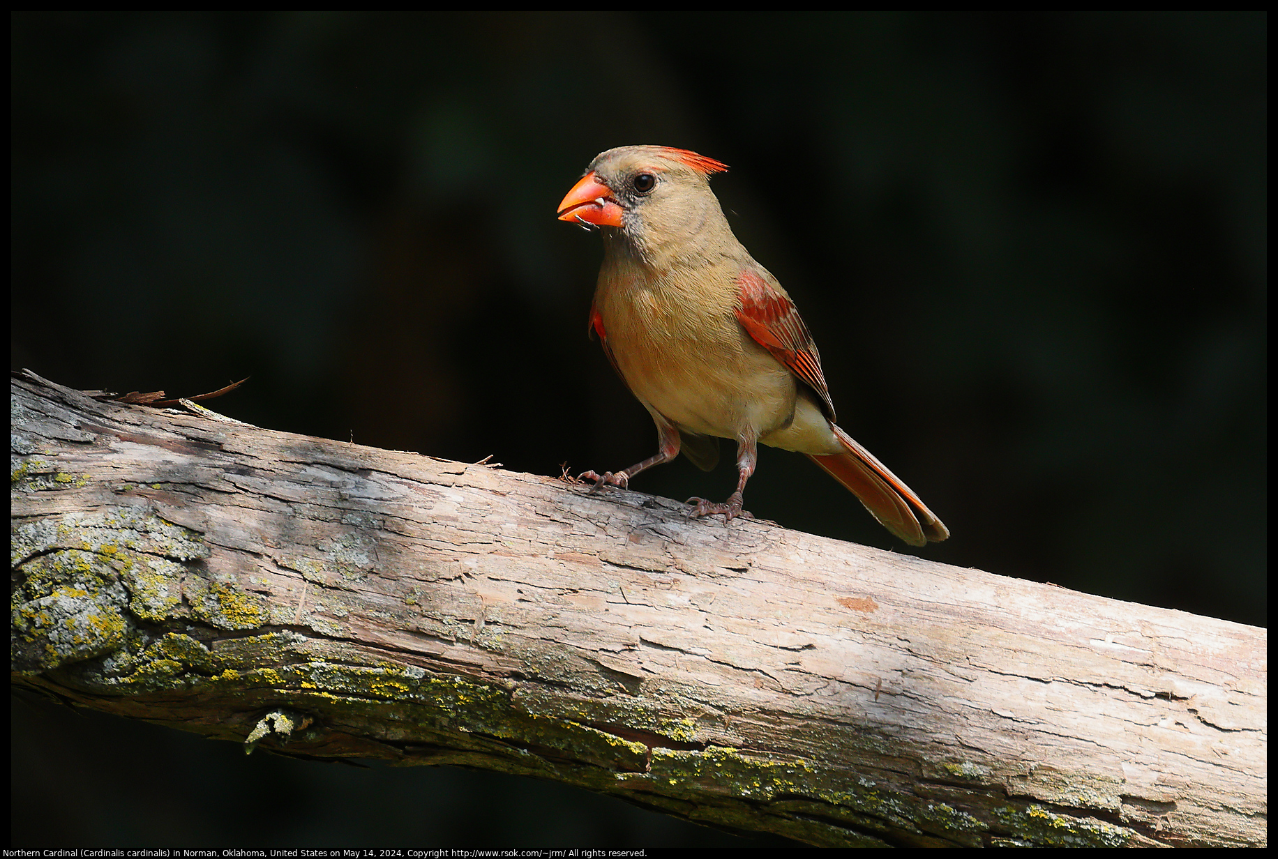 Northern Cardinal (Cardinalis cardinalis) in Norman, Oklahoma, United States on May 14, 2024