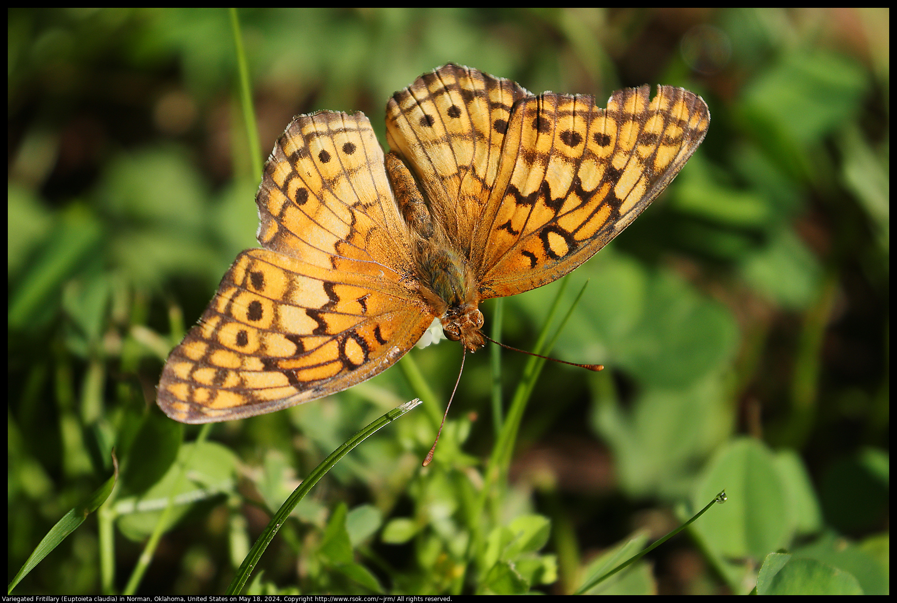 Variegated Fritillary (Euptoieta claudia) in Norman, Oklahoma, United States on May 18, 2024