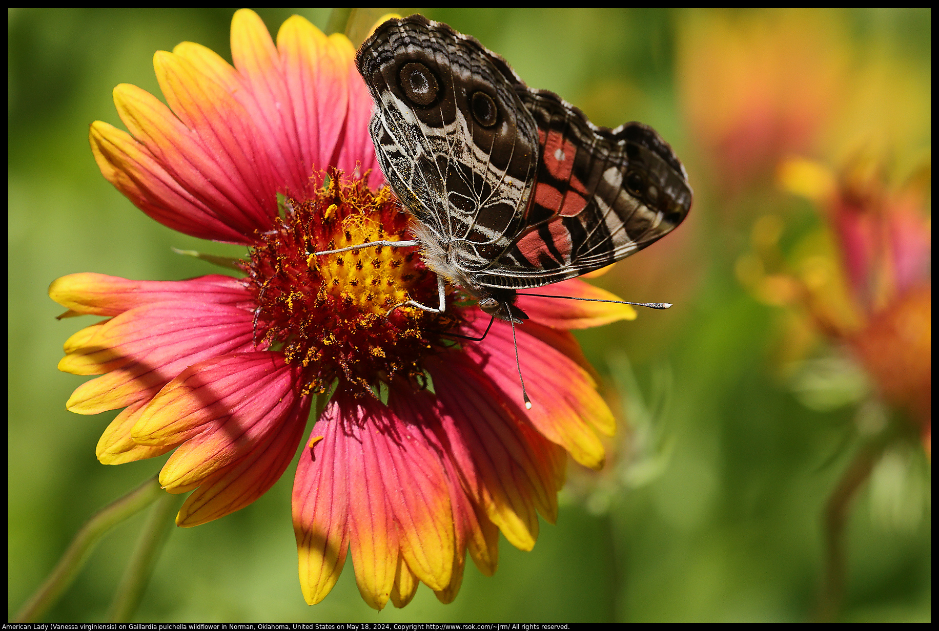 American Lady (Vanessa virginiensis) on Gaillardia pulchella wildflower in Norman, Oklahoma, United States on May 18, 2024