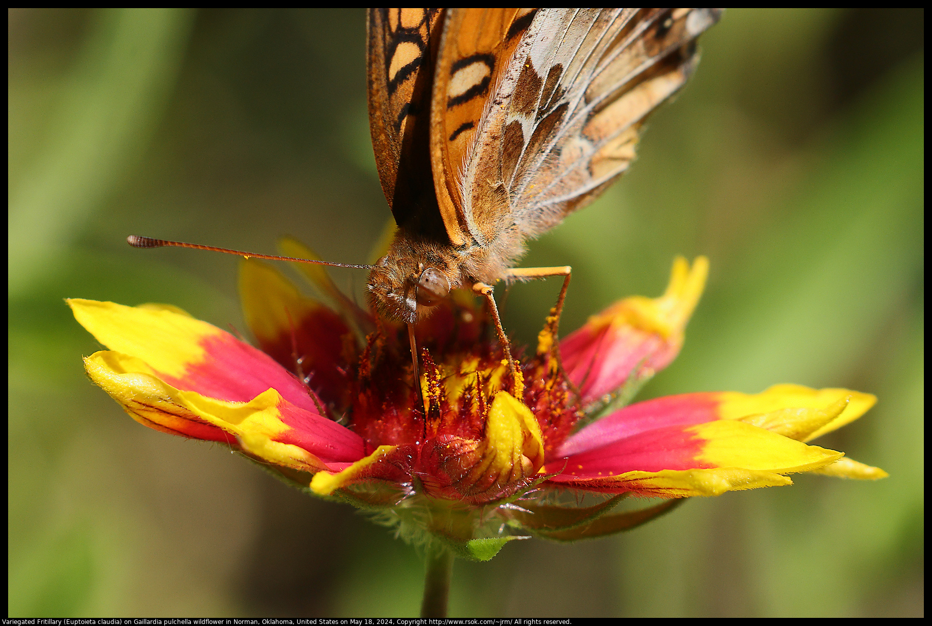 Variegated Fritillary (Euptoieta claudia) on Gaillardia pulchella wildflower in Norman, Oklahoma, United States on May 18, 2024