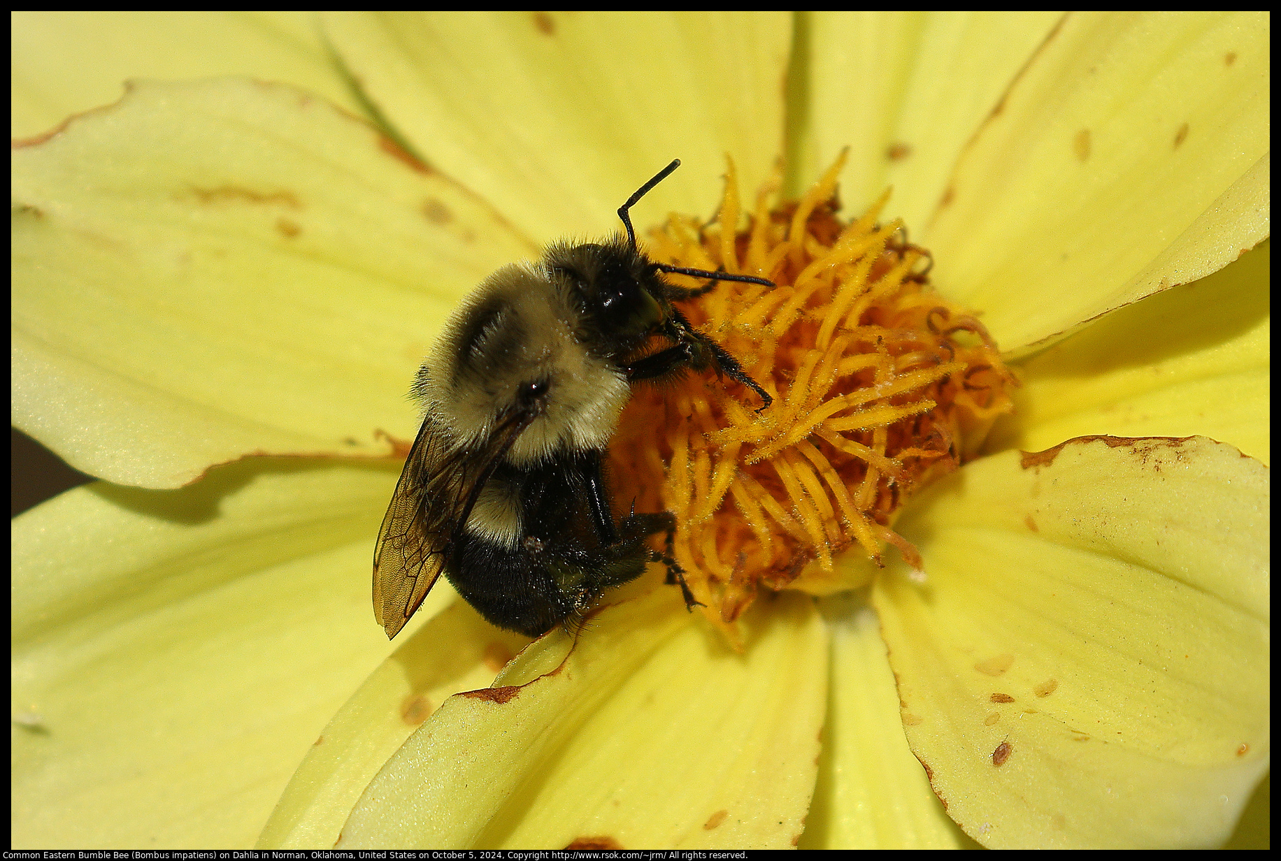 Common Eastern Bumble Bee (Bombus impatiens) on Dahlia in Norman, Oklahoma, United States on October 5, 2024