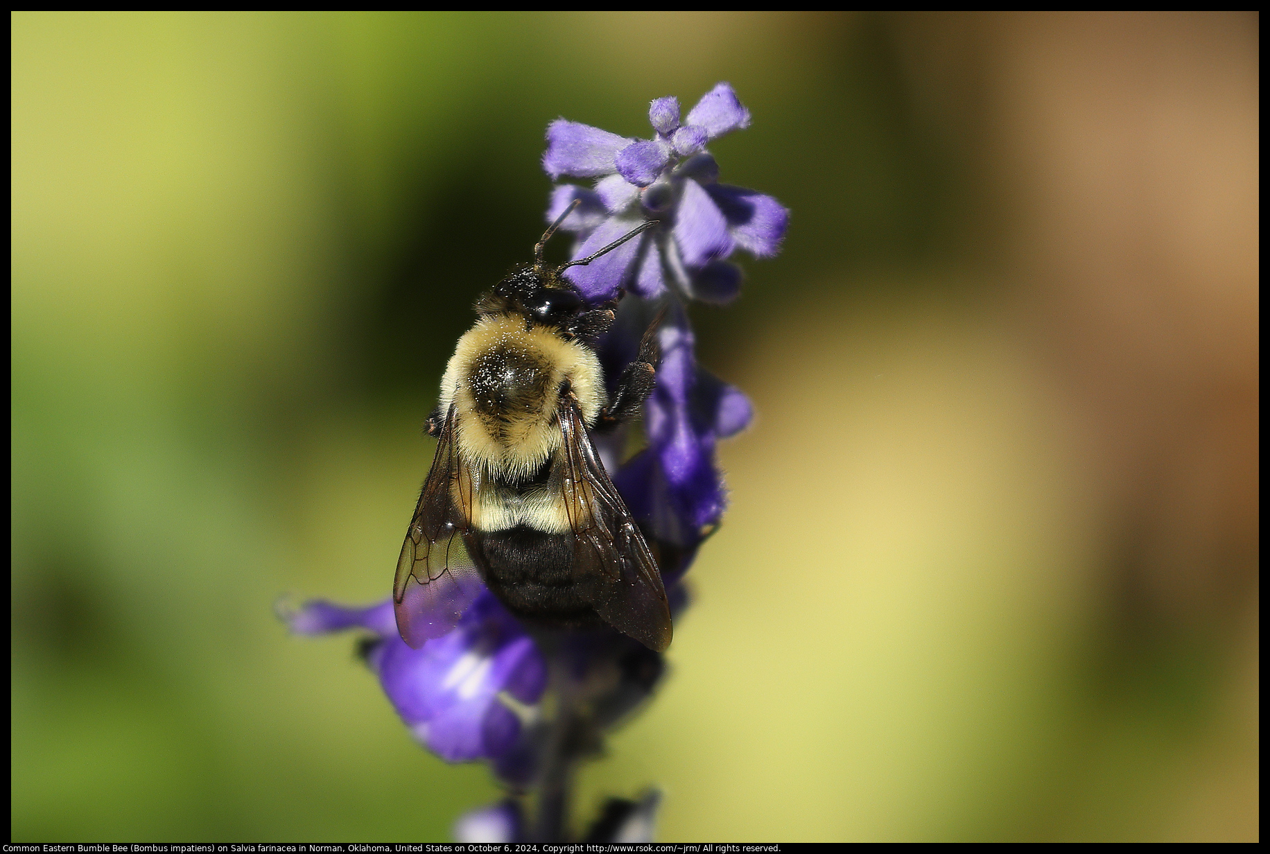 Common Eastern Bumble Bee (Bombus impatiens) on Salvia farinacea in Norman, Oklahoma, United States on October 6, 2024