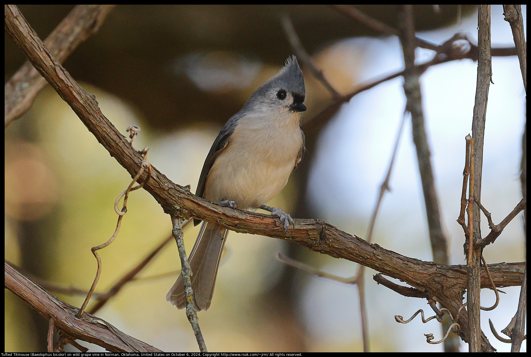 Tufted Titmouse (Baeolophus bicolor) on wild grape vine in Norman, Oklahoma, United States on October 6, 2024