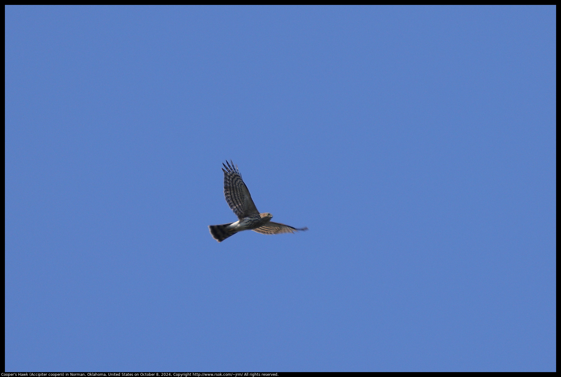 Cooper's Hawk (Accipiter cooperii) in Norman, Oklahoma, United States on October 8, 2024