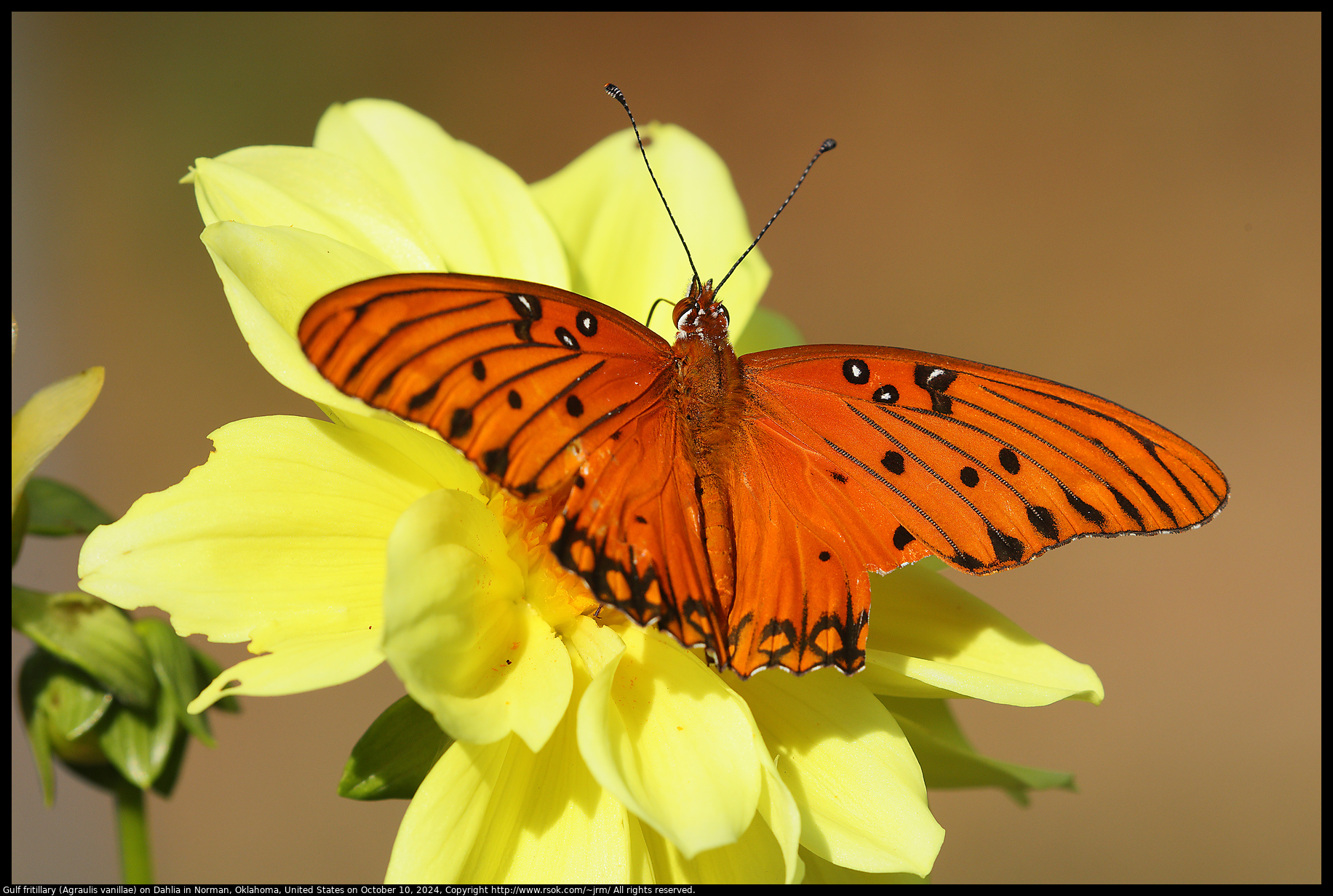 Gulf fritillary (Agraulis vanillae) on Dahlia in Norman, Oklahoma, United States on October 10, 2024