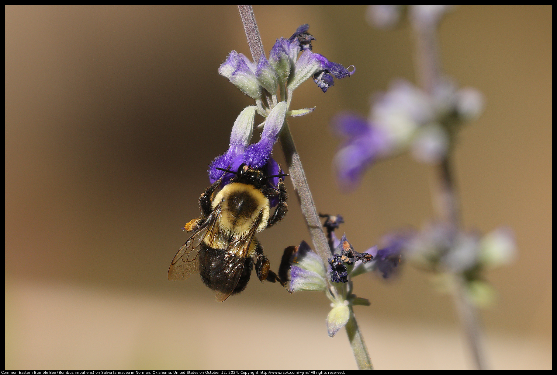 Common Eastern Bumble Bee (Bombus impatiens) on Salvia farinacea in Norman, Oklahoma, United States on October 12, 2024