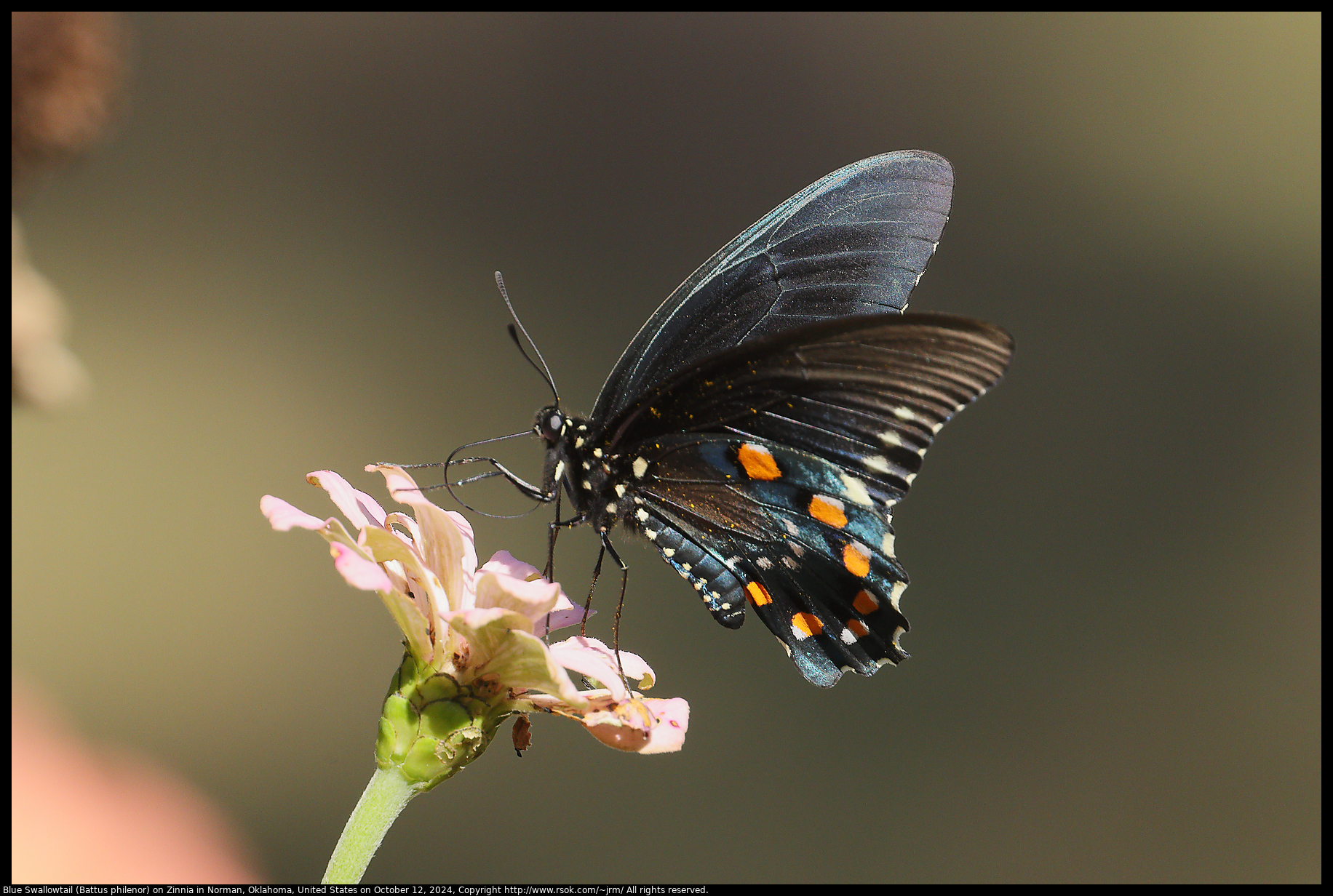 Blue Swallowtail (Battus philenor) on Zinnia in Norman, Oklahoma, United States on October 12, 2024