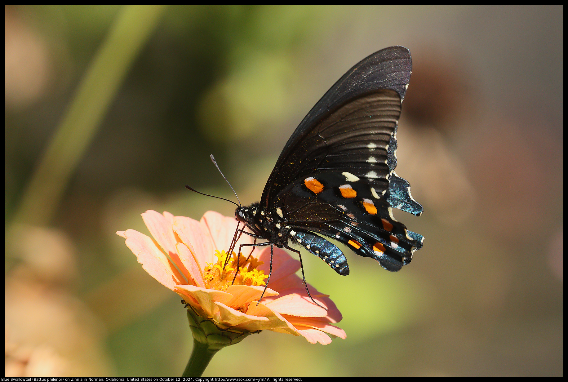 Blue Swallowtail (Battus philenor) on Zinnia in Norman, Oklahoma, United States on October 12, 2024