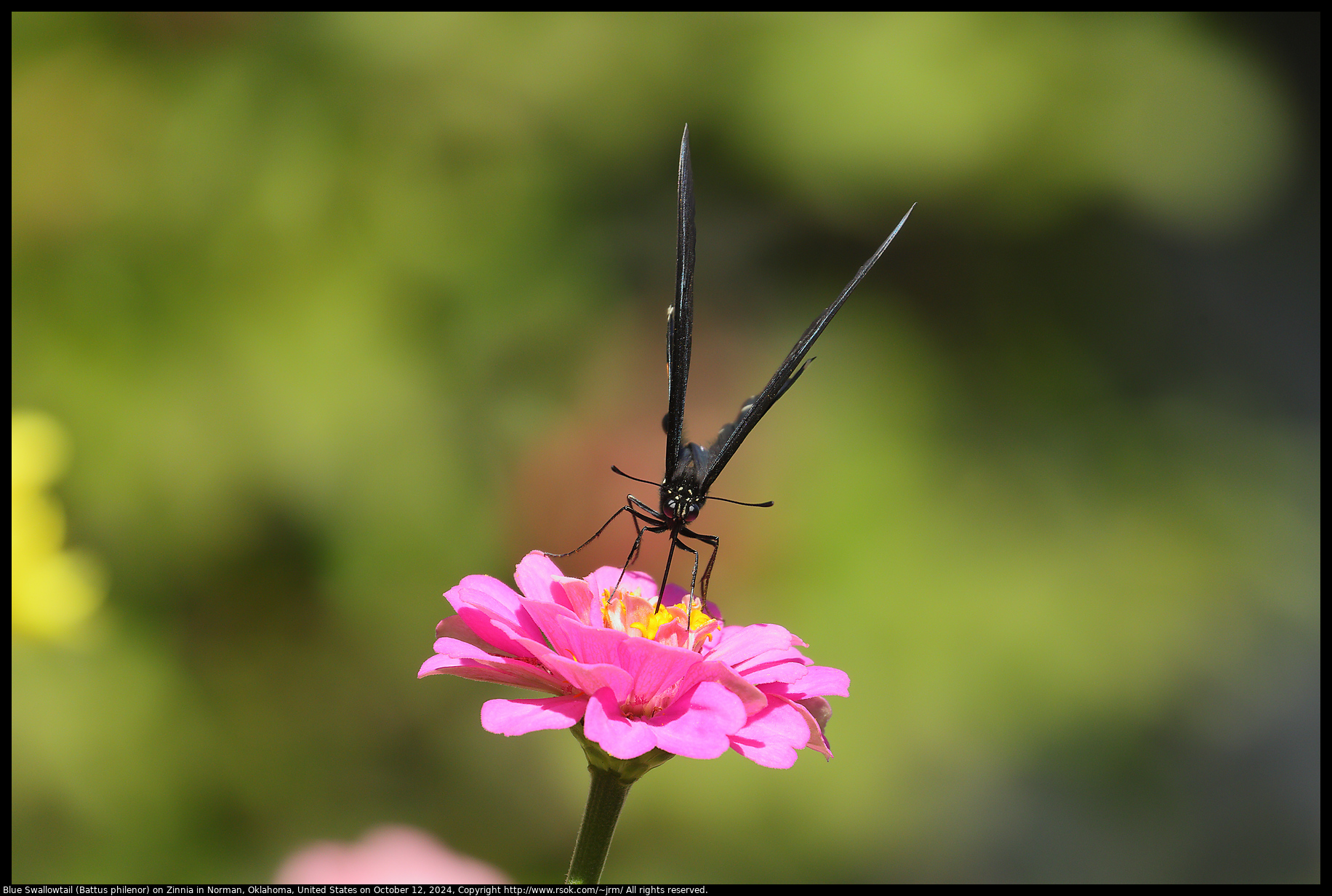 Blue Swallowtail (Battus philenor) on Zinnia in Norman, Oklahoma, United States on October 12, 2024