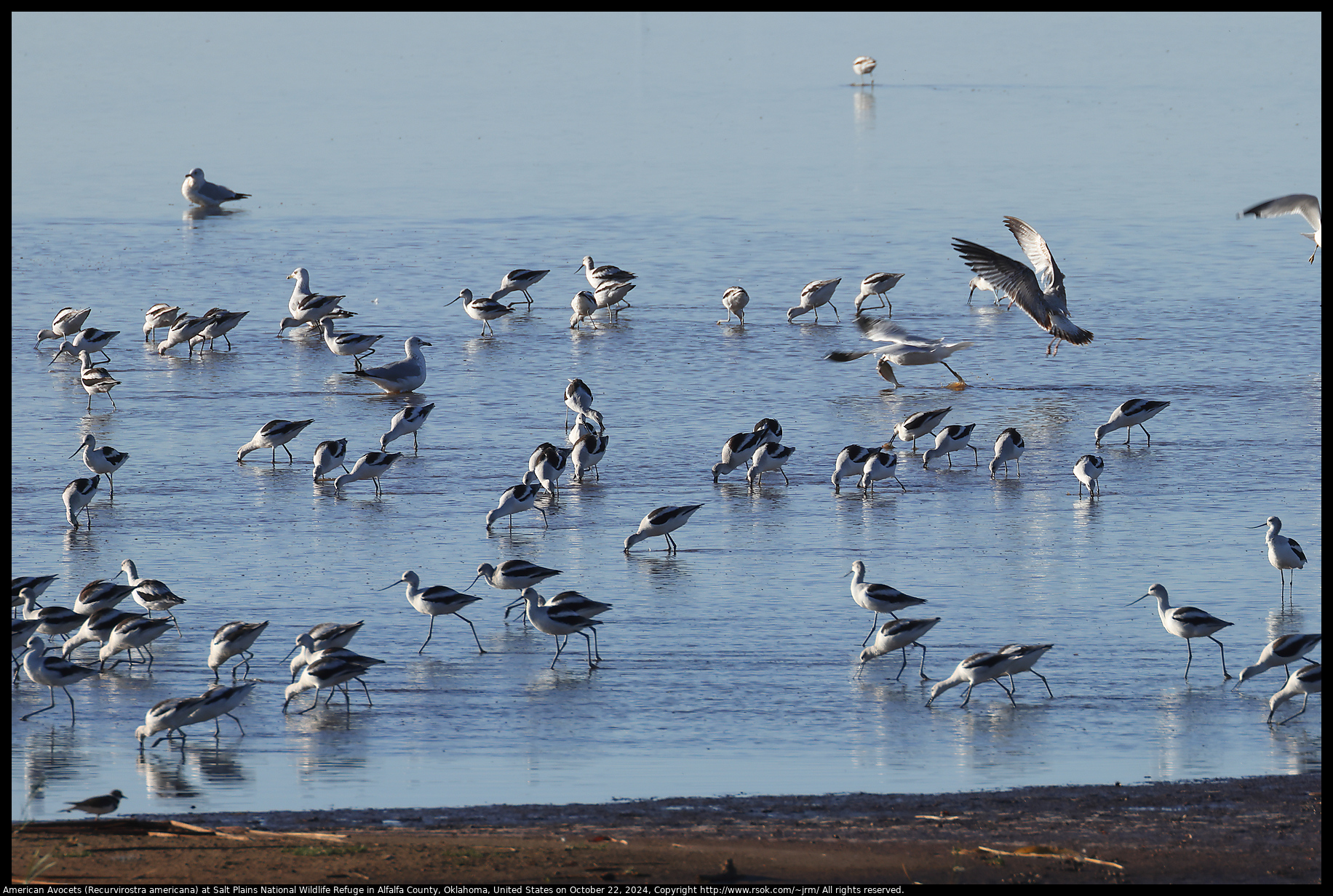 American Avocets (Recurvirostra americana) at Salt Plains National Wildlife Refuge in Alfalfa County, Oklahoma, United States on October 22, 2024