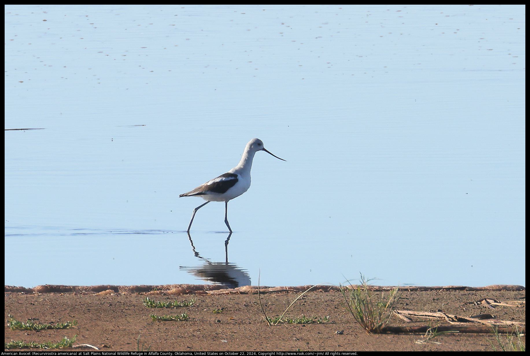 American Avocet (Recurvirostra americana) at Salt Plains National Wildlife Refuge in Alfalfa County, Oklahoma, United States on October 22, 2024