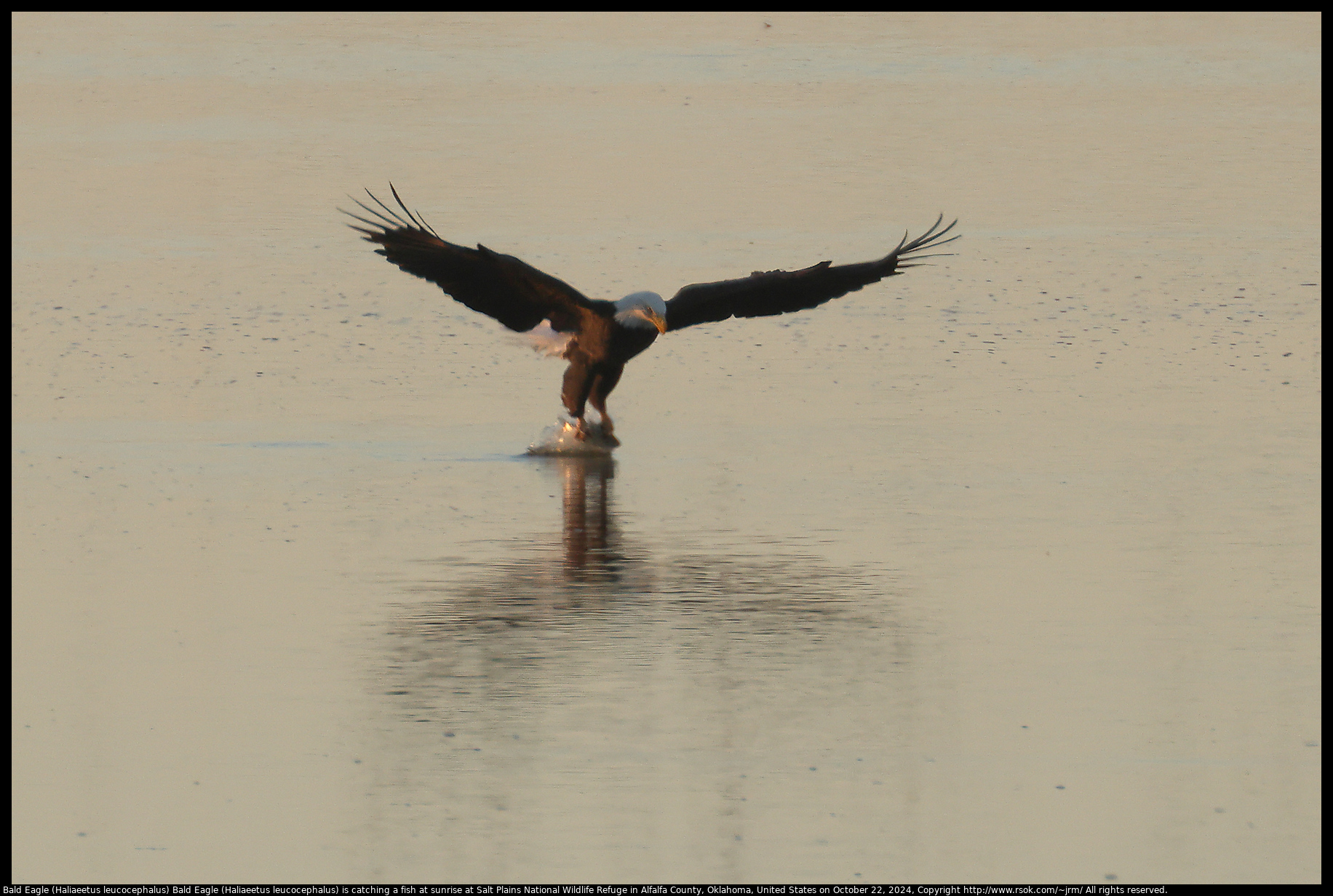 Bald Eagle (Haliaeetus leucocephalus) is catching a fish at sunrise at Salt Plains National Wildlife Refuge in Alfalfa County, Oklahoma, United States on October 22, 2024