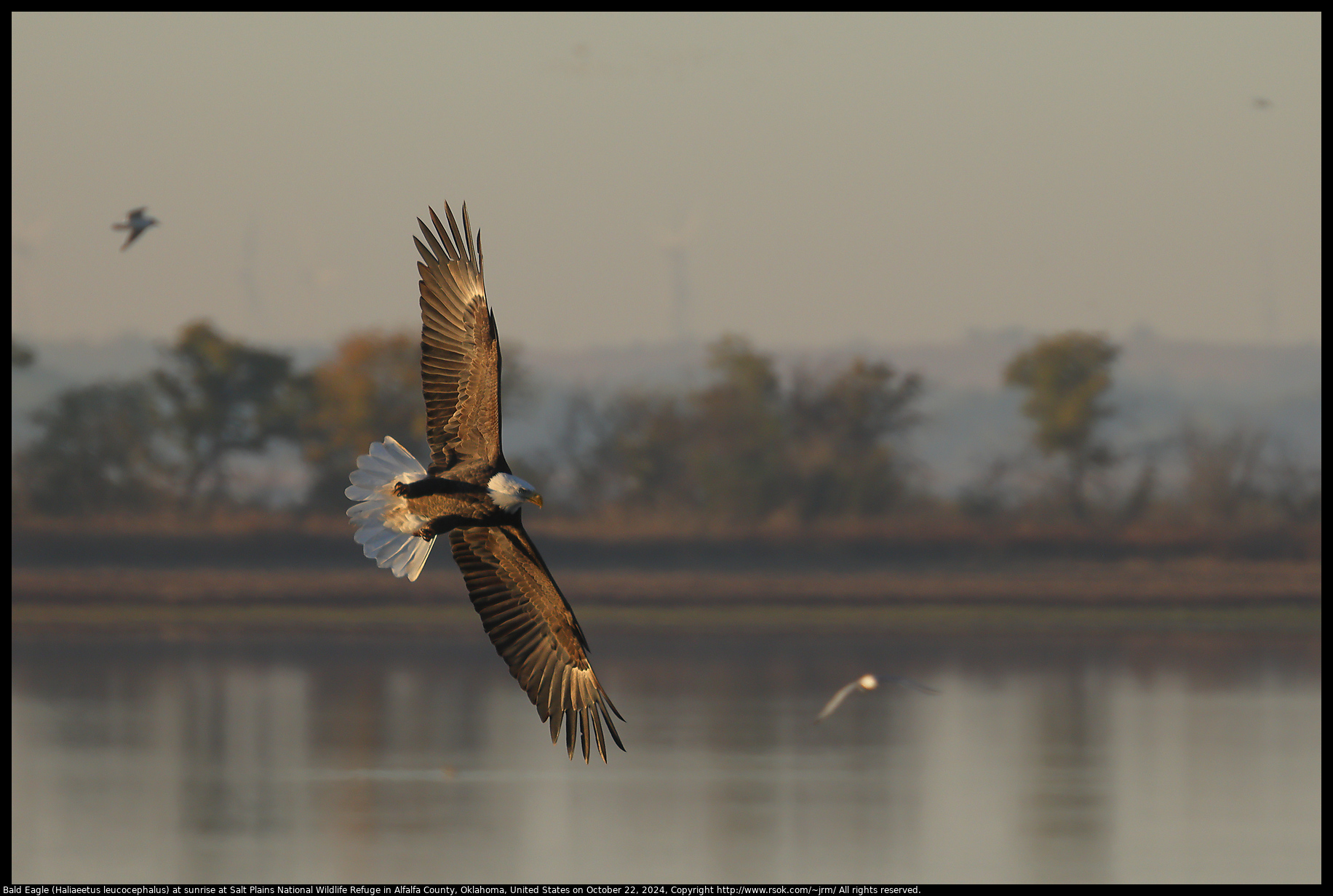 Bald Eagle (Haliaeetus leucocephalus) at sunrise at Salt Plains National Wildlife Refuge in Alfalfa County, Oklahoma, United States on October 22, 2024