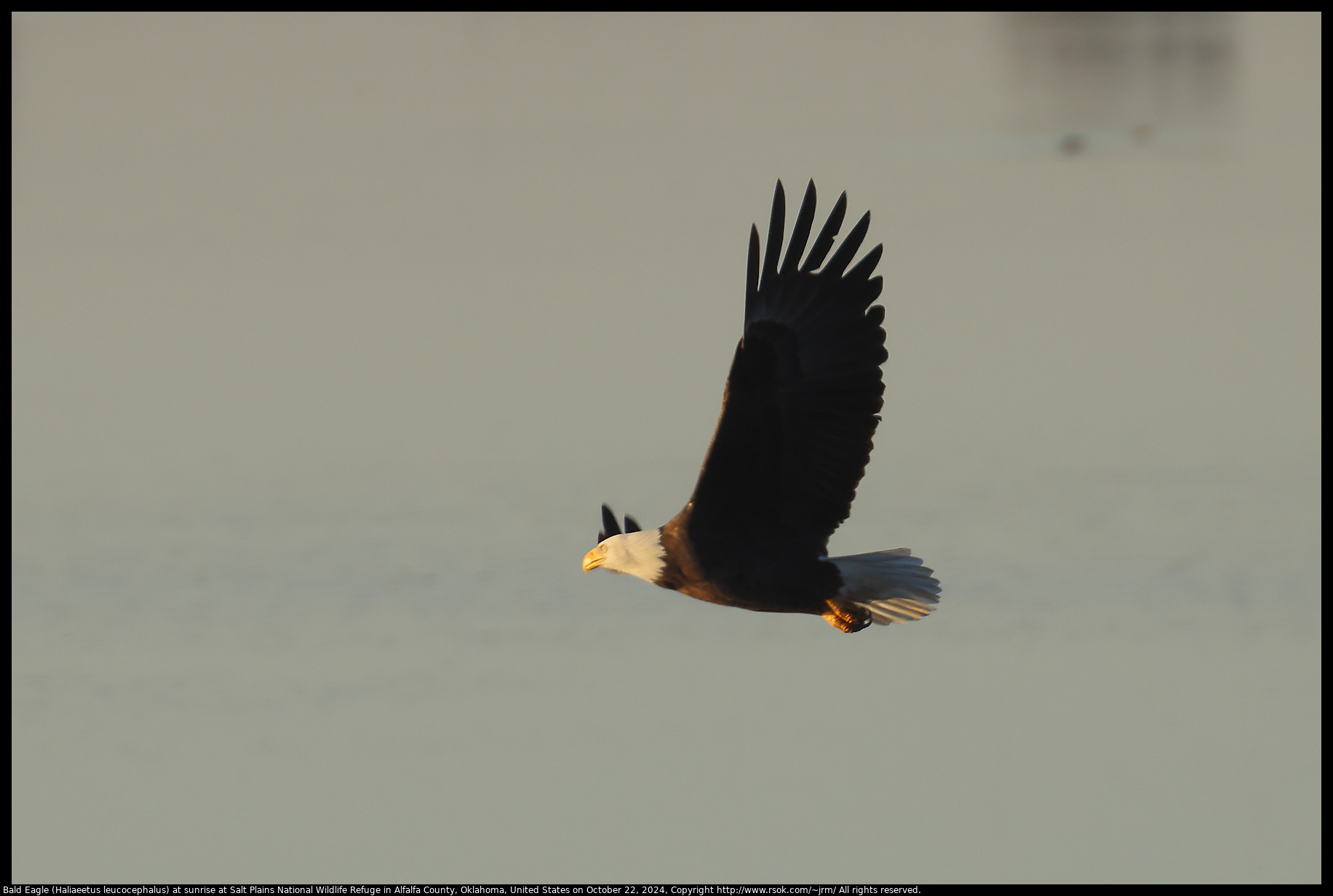 Bald Eagle (Haliaeetus leucocephalus) at sunrise at Salt Plains National Wildlife Refuge in Alfalfa County, Oklahoma, United States on October 22, 2024