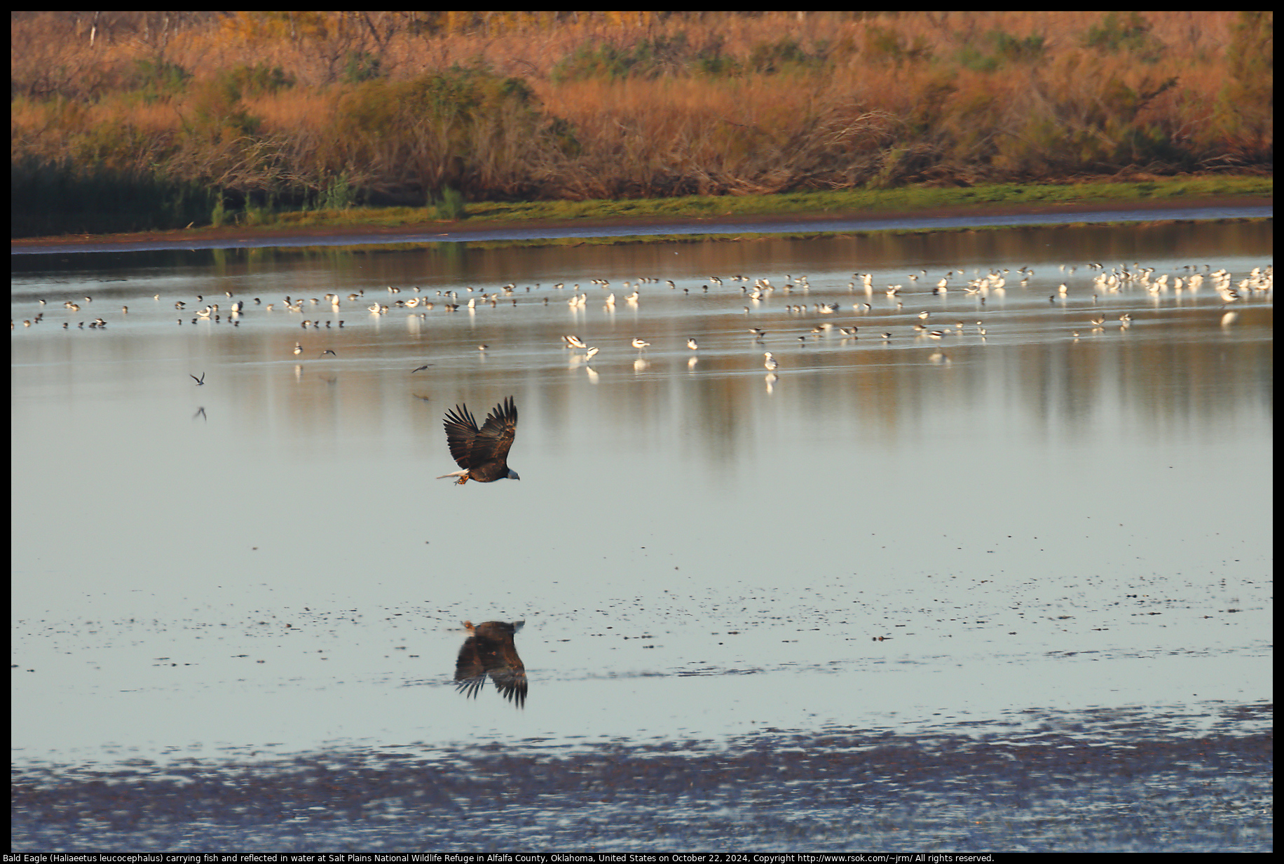 Bald Eagle (Haliaeetus leucocephalus) carrying fish and reflection at Salt Plains National Wildlife Refuge in Alfalfa County, Oklahoma, United States on October 22, 2024