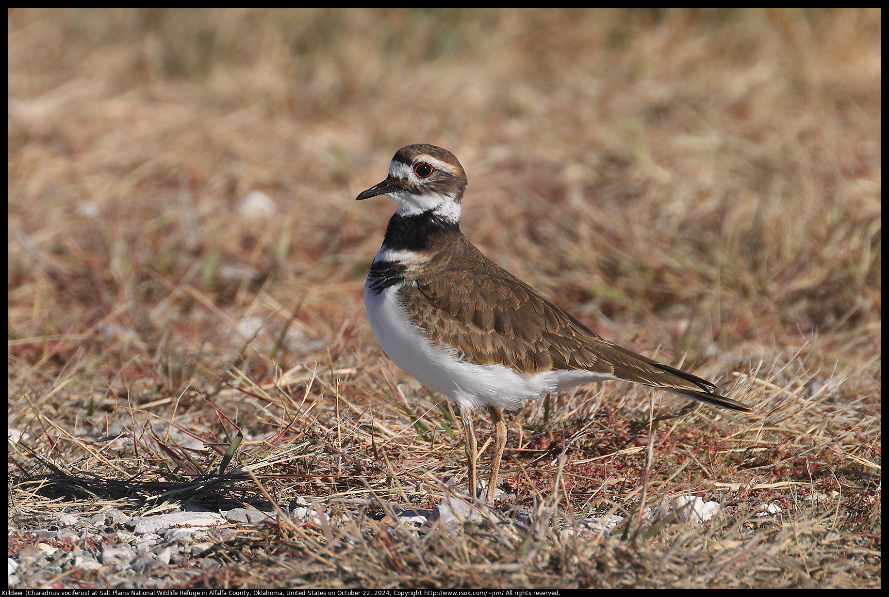 Killdeer (Charadrius vociferus) at Salt Plains National Wildlife Refuge in Alfalfa County, Oklahoma, United States on October 22, 2024