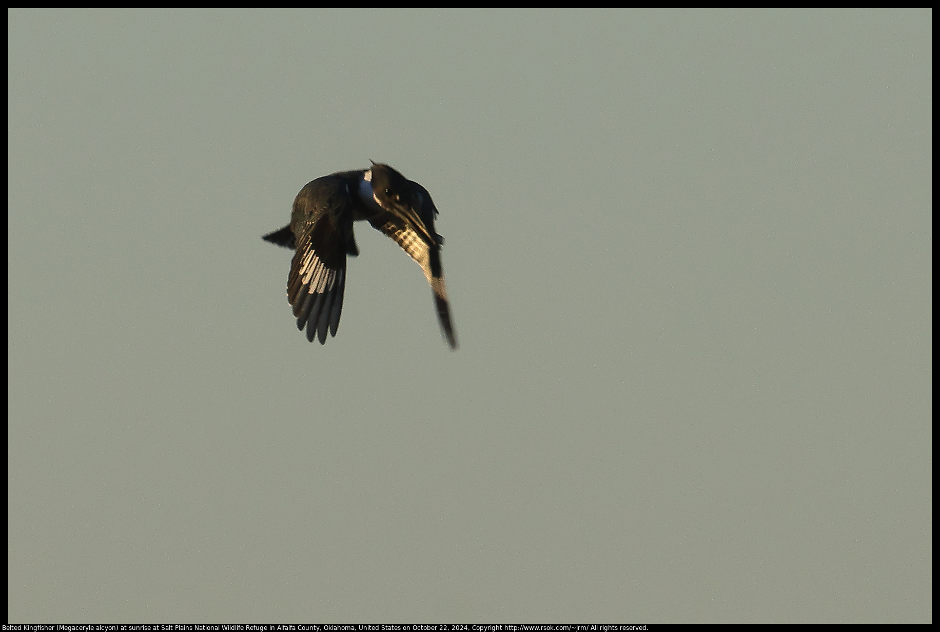 Belted Kingfisher (Megaceryle alcyon) at sunrise at Salt Plains National Wildlife Refuge in Alfalfa County, Oklahoma, United States on October 22, 2024