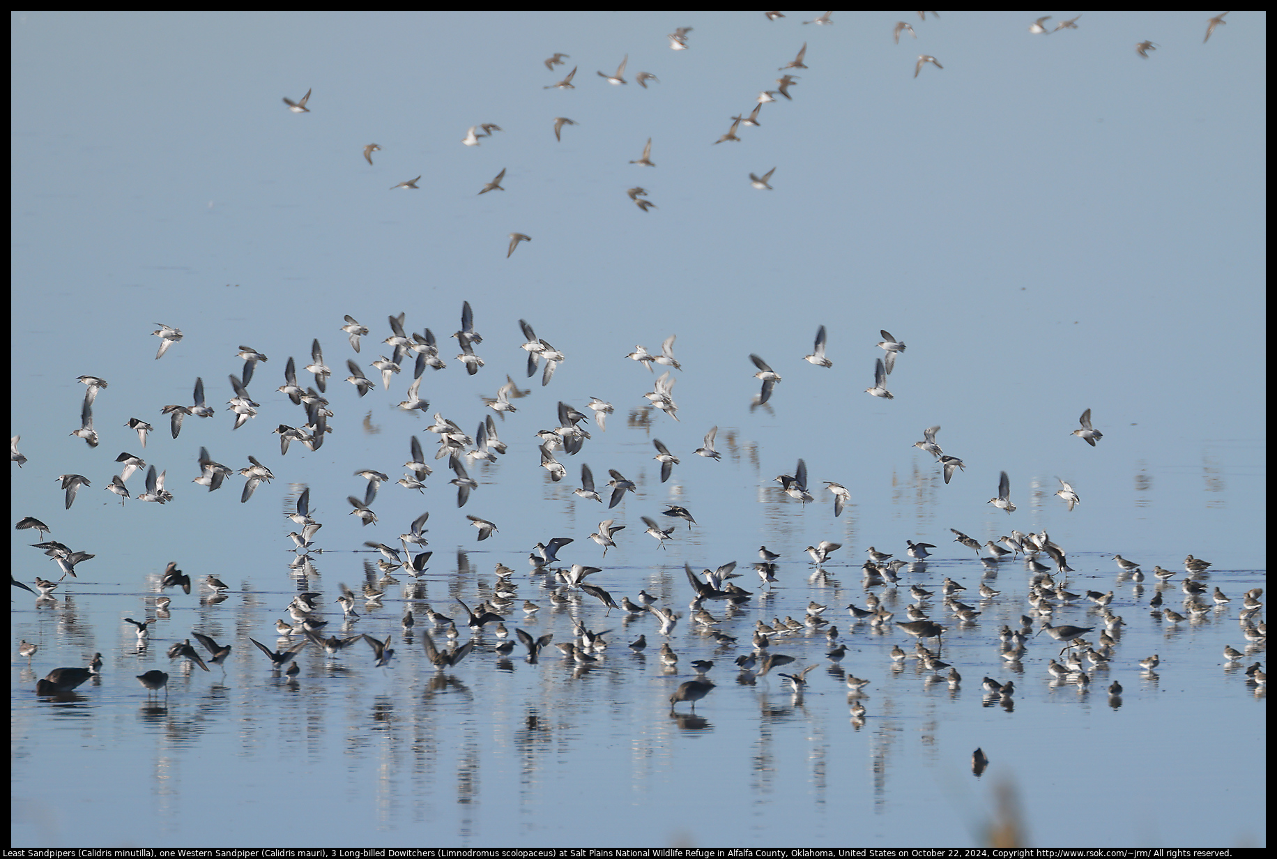 Least Sandpipers (Calidris minutilla), one Western Sandpiper (Calidris mauri), 3 Long-billed Dowitchers (Limnodromus scolopaceus) at Salt Plains National Wildlife Refuge in Alfalfa County, Oklahoma, United States on October 22, 2024