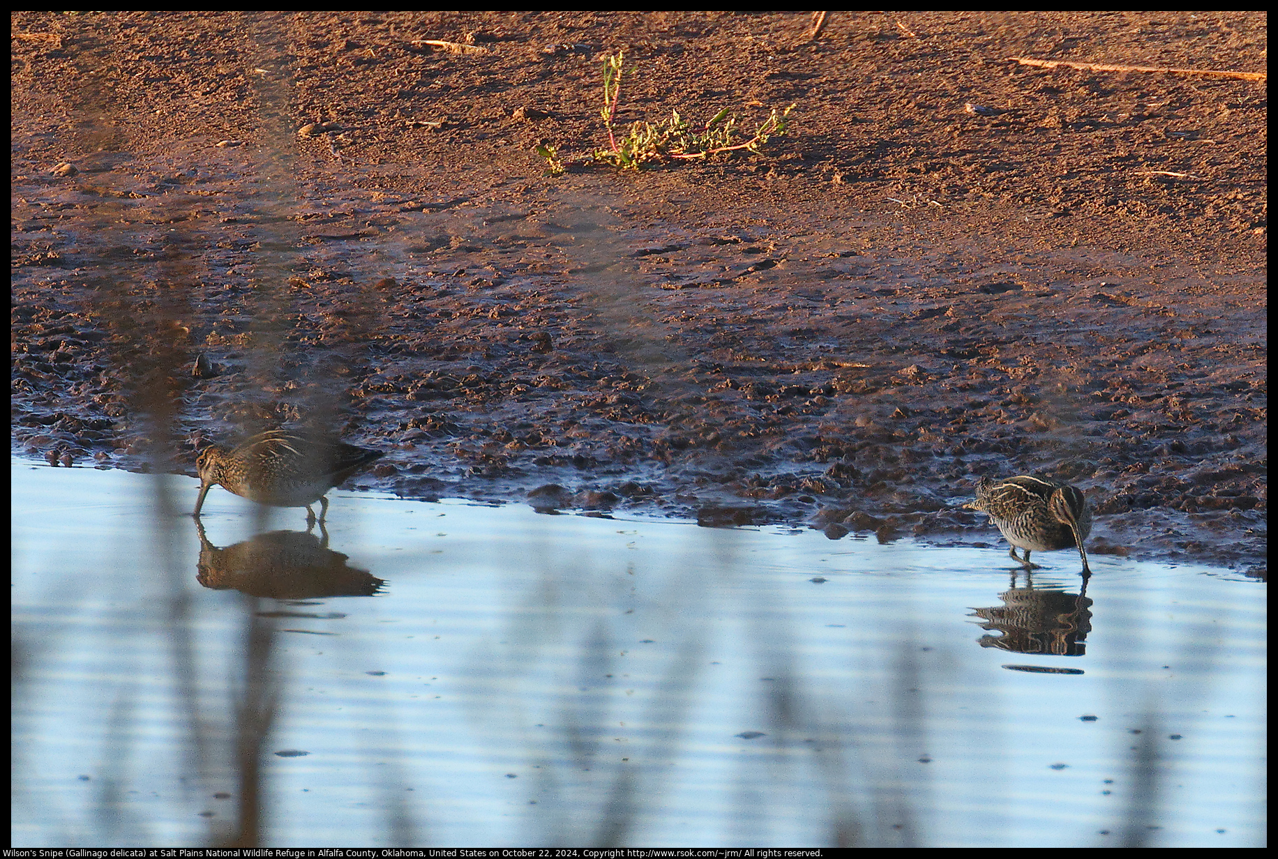 Wilson's Snipe (Gallinago delicata) at Salt Plains National Wildlife Refuge in Alfalfa County, Oklahoma, United States on October 22, 2024