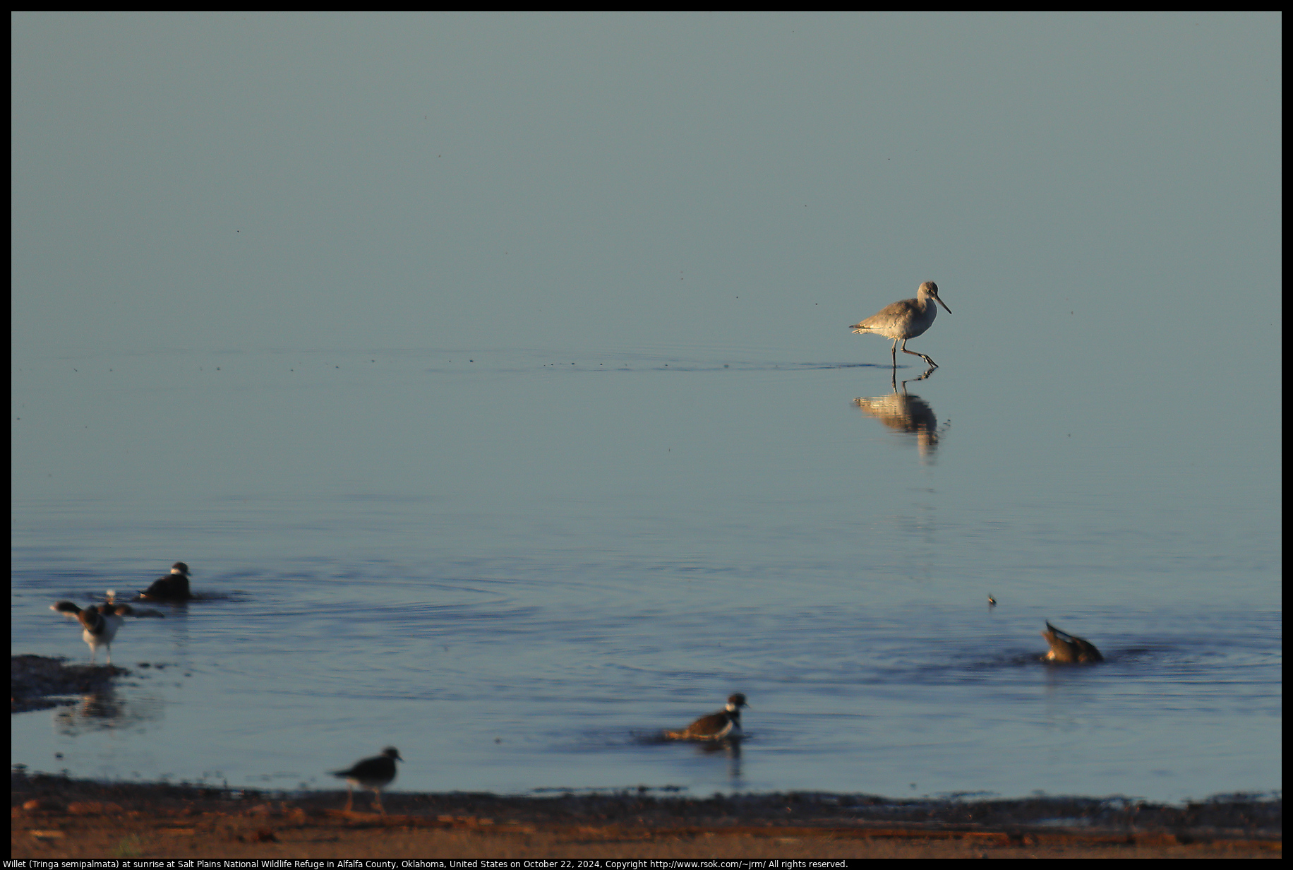 Willet (Tringa semipalmata) at sunrise at Salt Plains National Wildlife Refuge in Alfalfa County, Oklahoma, United States on October 22, 2024