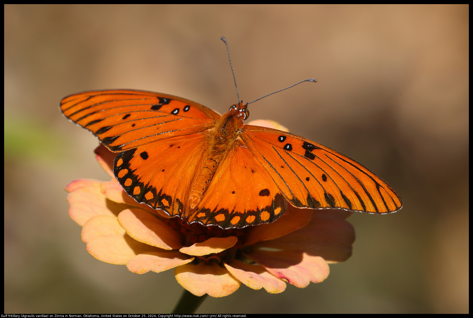 Gulf fritillary (Agraulis vanillae) on Zinnia in Norman, Oklahoma, United States on October 25, 2024