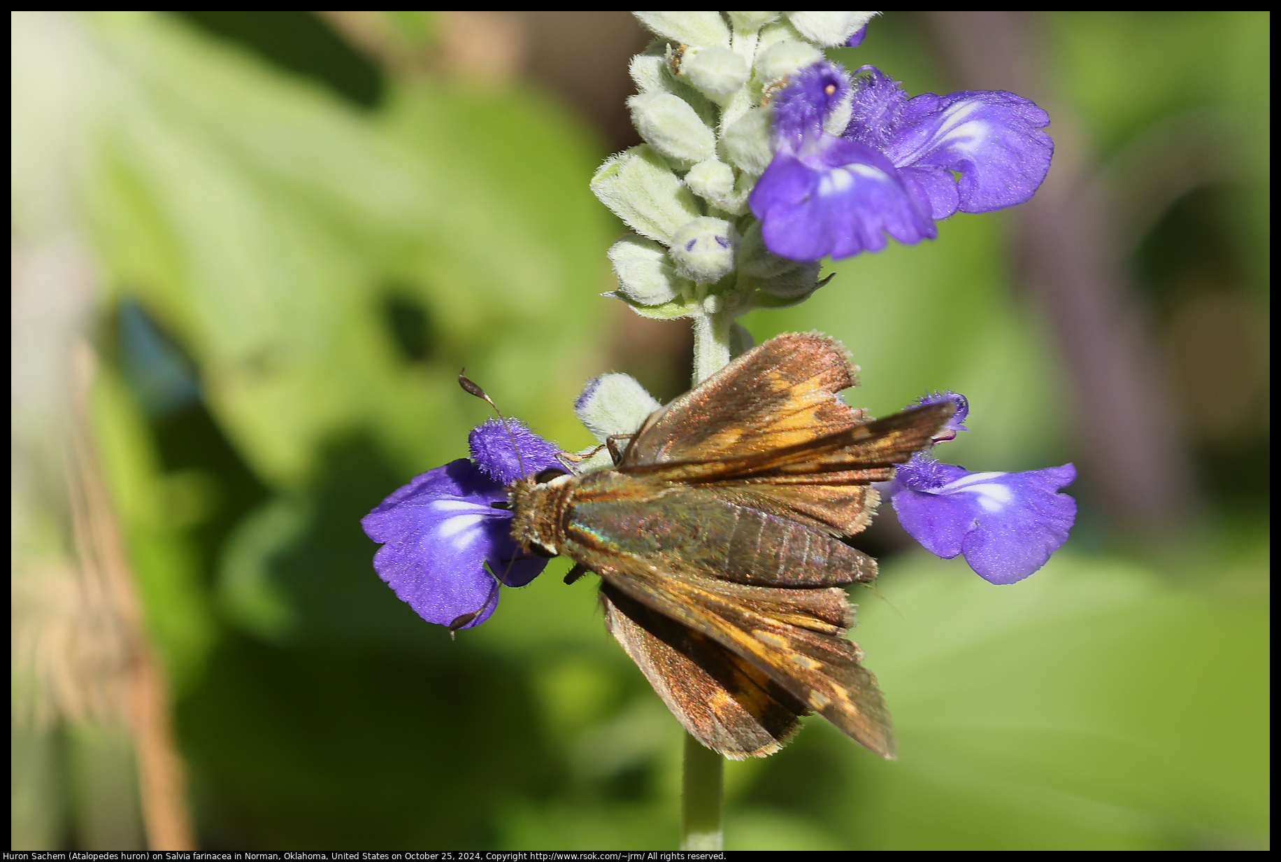 Huron Sachem (Atalopedes huron) on Salvia farinacea in Norman, Oklahoma, United States on October 25, 2024