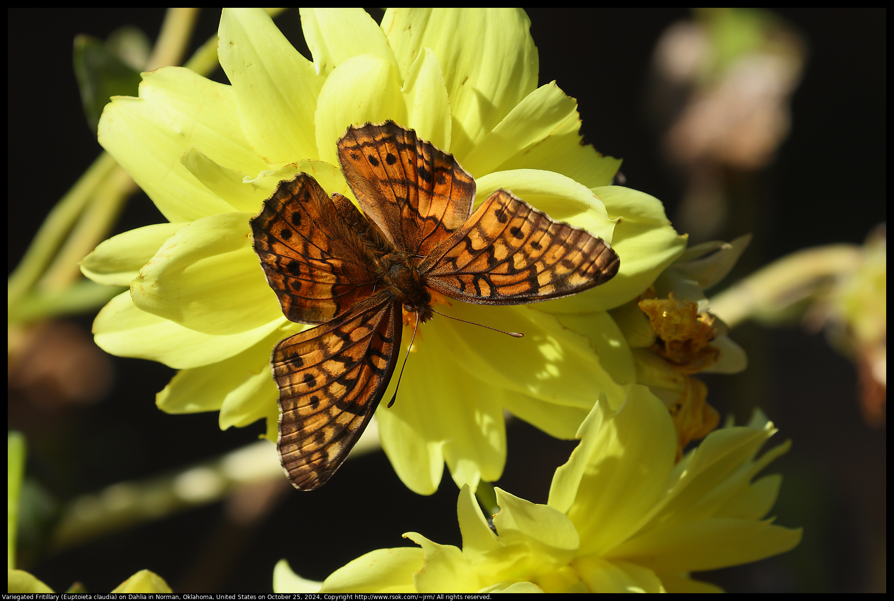 Variegated Fritillary (Euptoieta claudia) on Dahlia in Norman, Oklahoma, United States on October 25, 2024