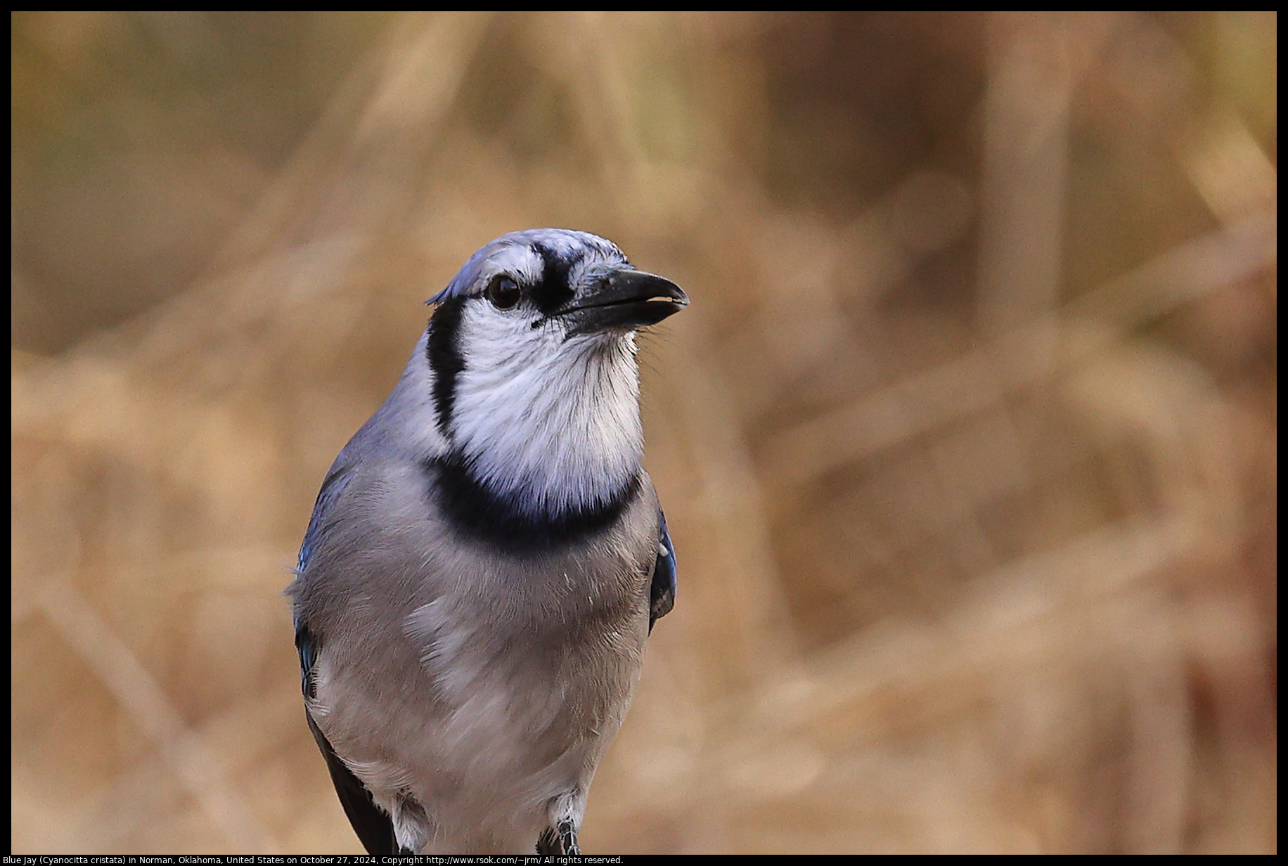 Blue Jay (Cyanocitta cristata) in Norman, Oklahoma, United States on October 27, 2024