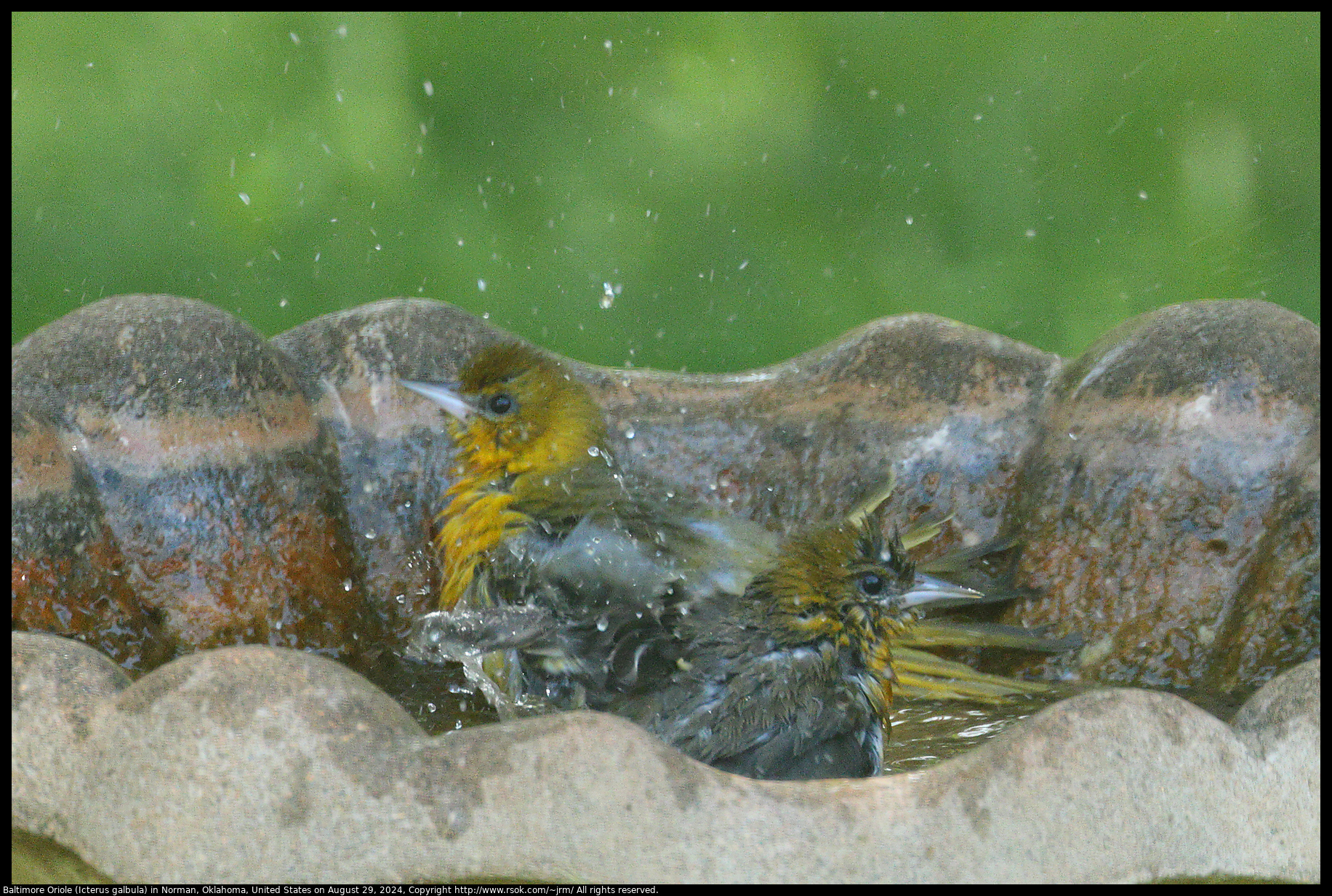 Baltimore Oriole (Icterus galbula) in Norman, Oklahoma, United States on August 29, 2024