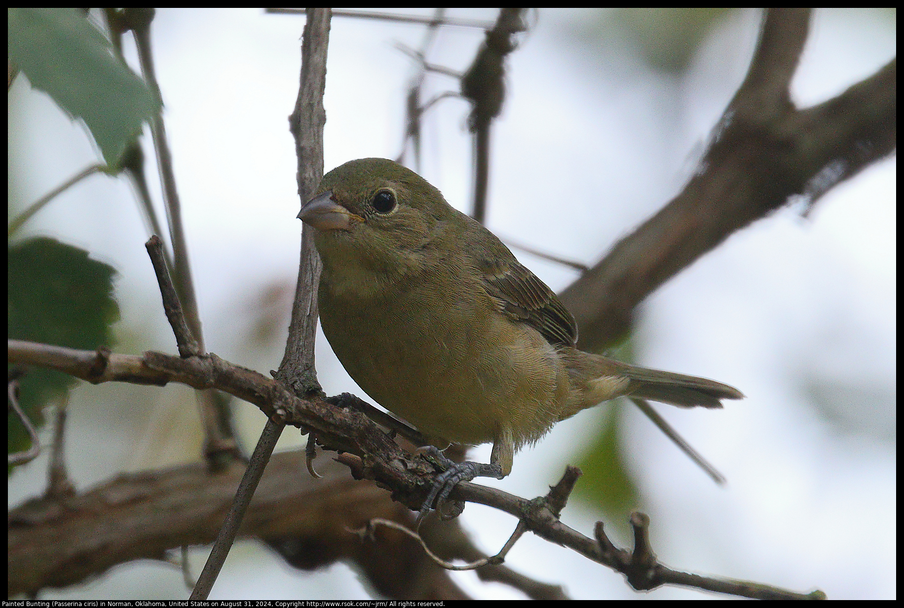 Painted Bunting (Passerina ciris) in Norman, Oklahoma, United States on August 31, 2024