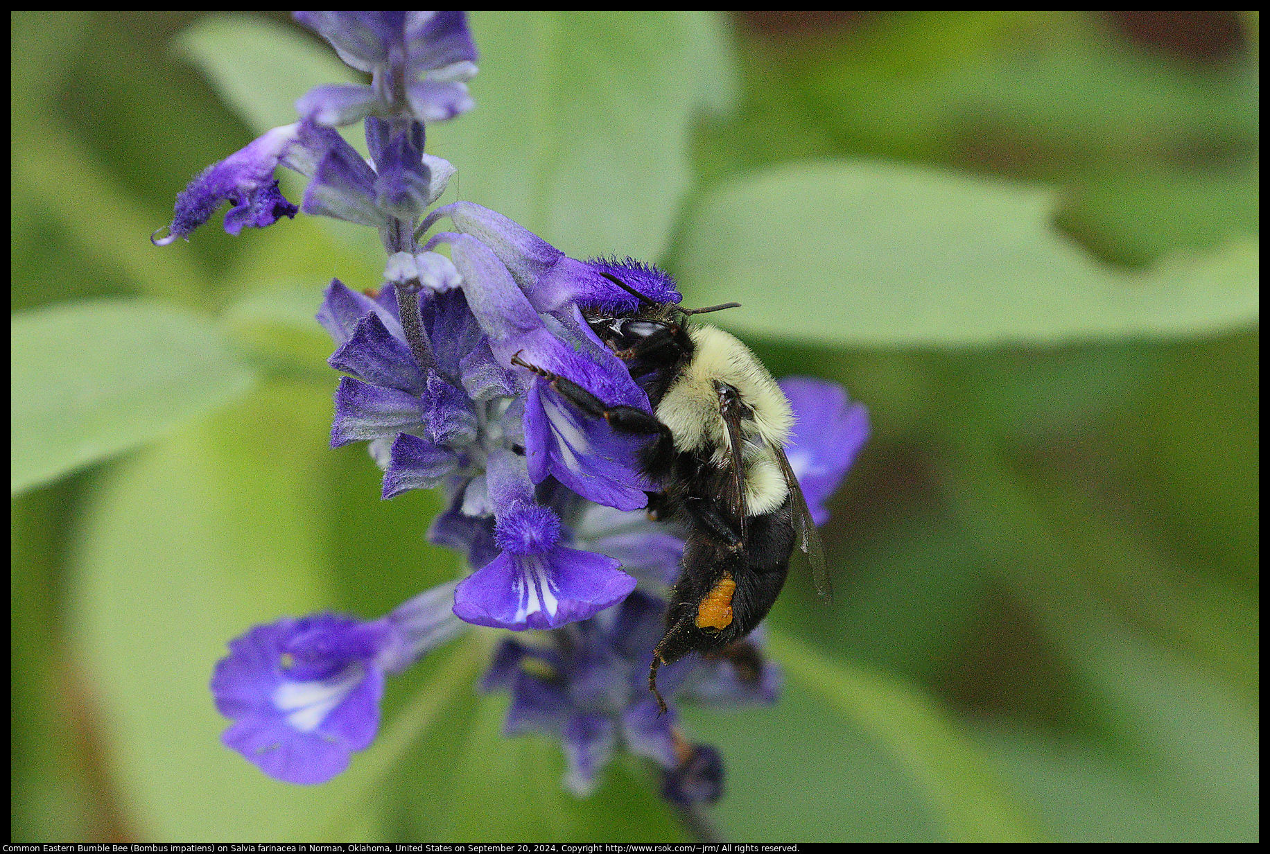 Common Eastern Bumble Bee (Bombus impatiens) on Salvia farinacea in Norman, Oklahoma, United States on September 20, 2024