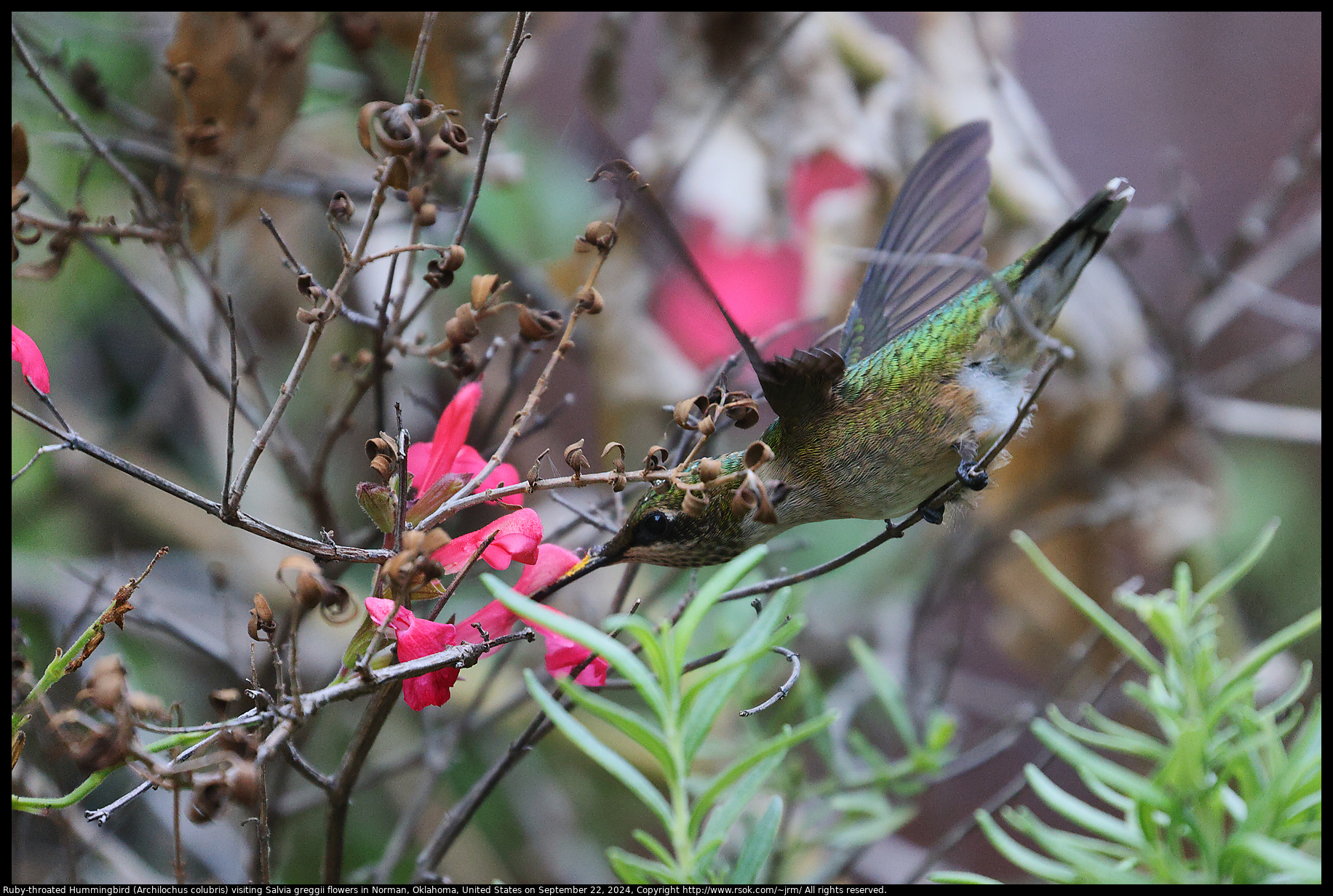 Ruby-throated Hummingbird (Archilochus colubris) visiting Salvia greggii flowers in Norman, Oklahoma, United States on September 22, 2024