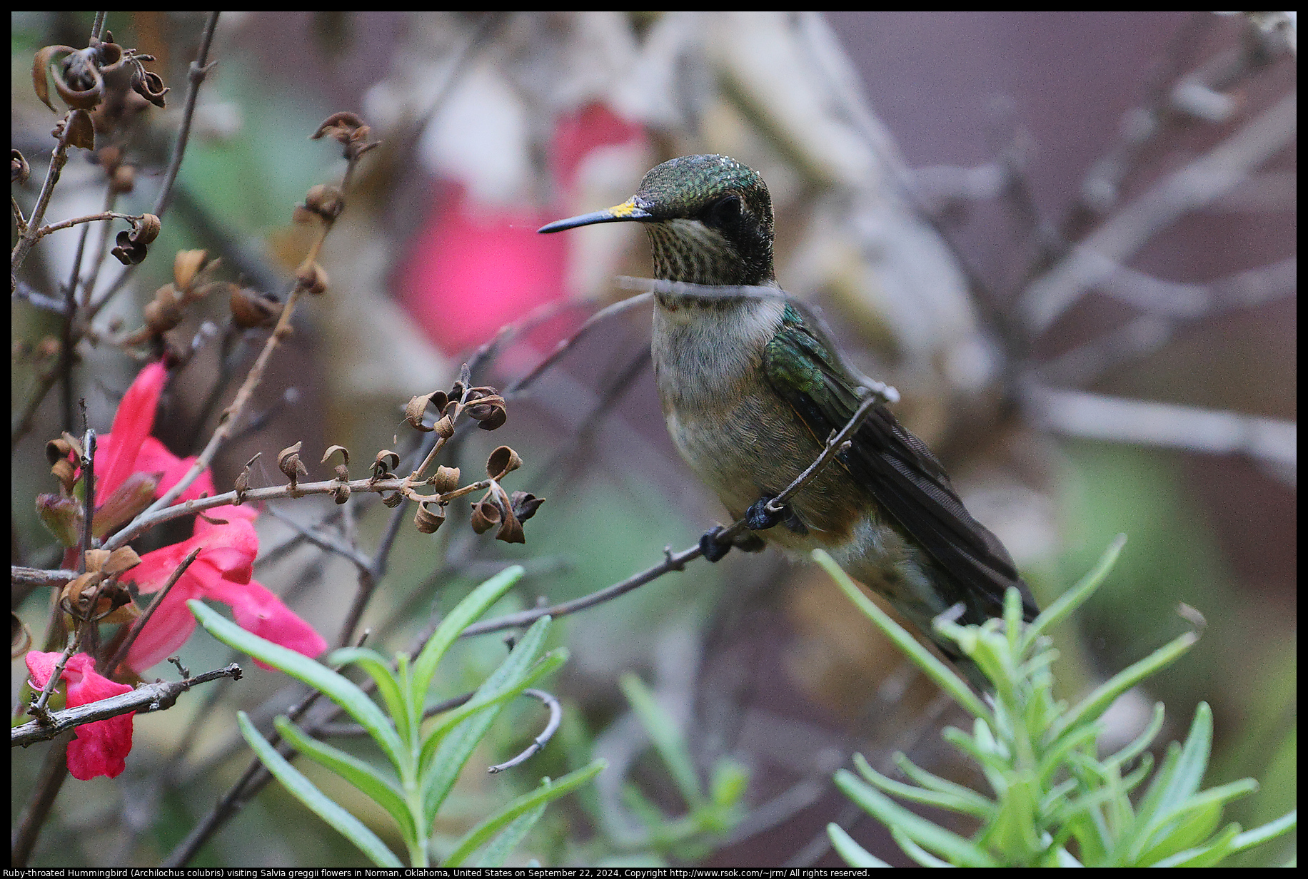 Ruby-throated Hummingbird (Archilochus colubris) visiting Salvia greggii flowers in Norman, Oklahoma, United States on September 22, 2024