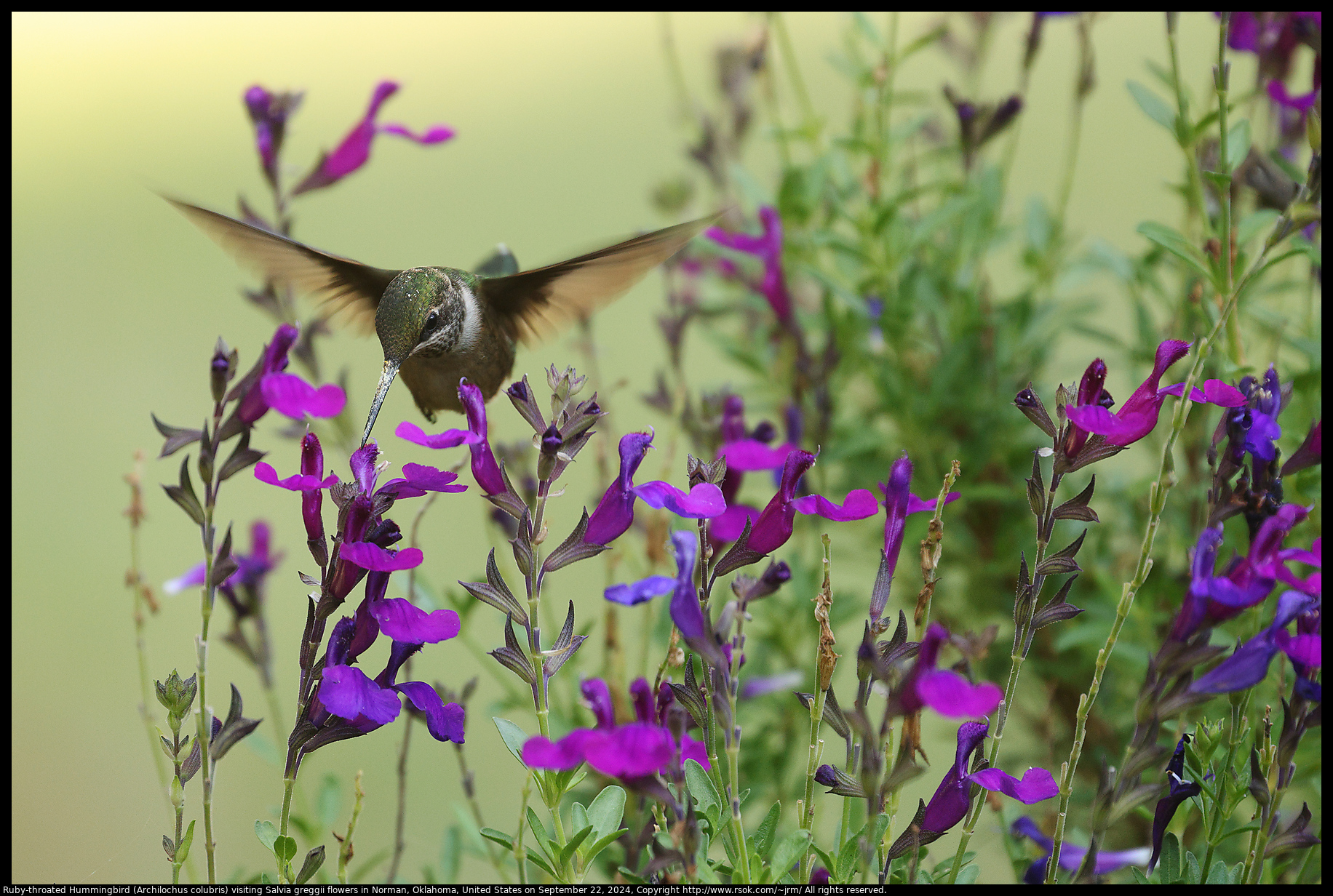 Ruby-throated Hummingbird (Archilochus colubris) visiting Salvia greggii flowers in Norman, Oklahoma, United States on September 22, 2024