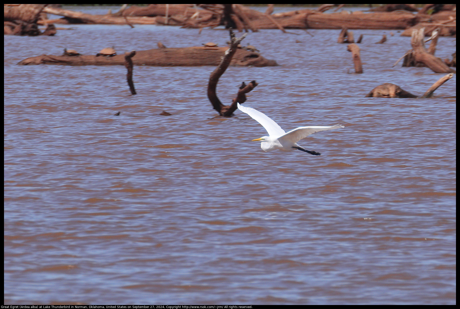 Great Egret (Ardea alba) at Lake Thunderbird in Norman, Oklahoma, United States on September 27, 2024