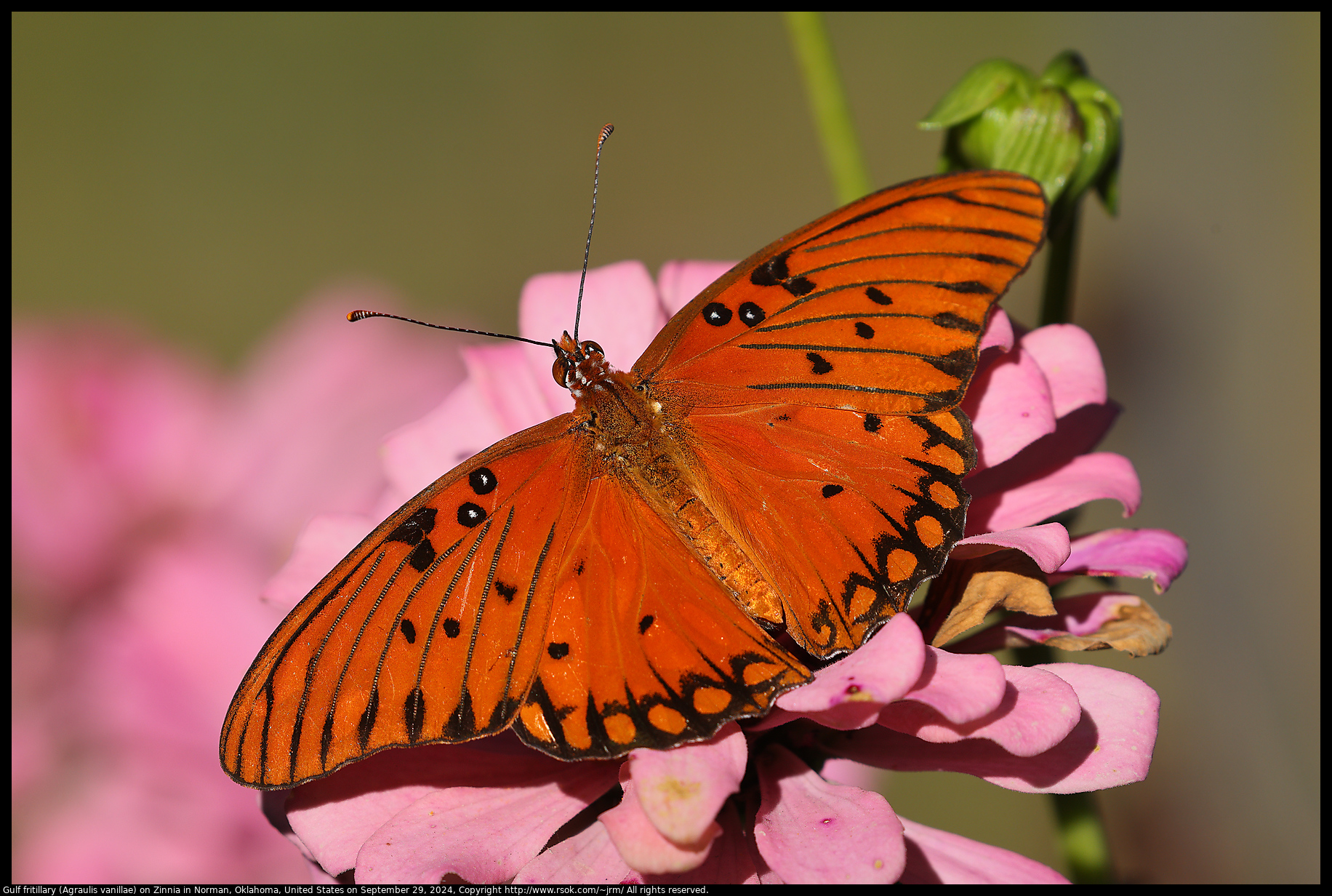 Gulf fritillary (Agraulis vanillae) on Zinnia in Norman, Oklahoma, United States on September 29, 2024