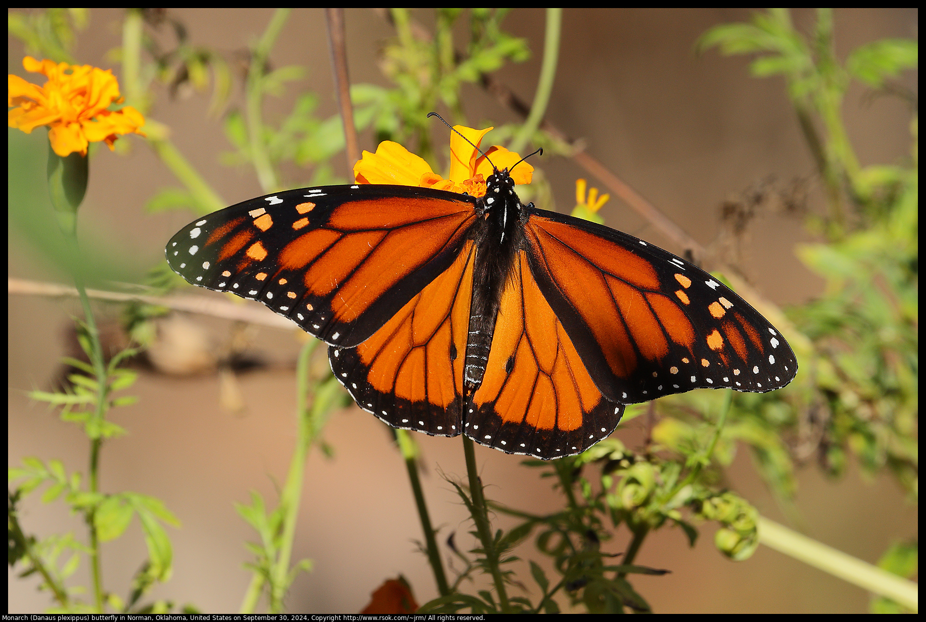 Monarch (Danaus plexippus) butterfly in Norman, Oklahoma, United States on September 30, 2024