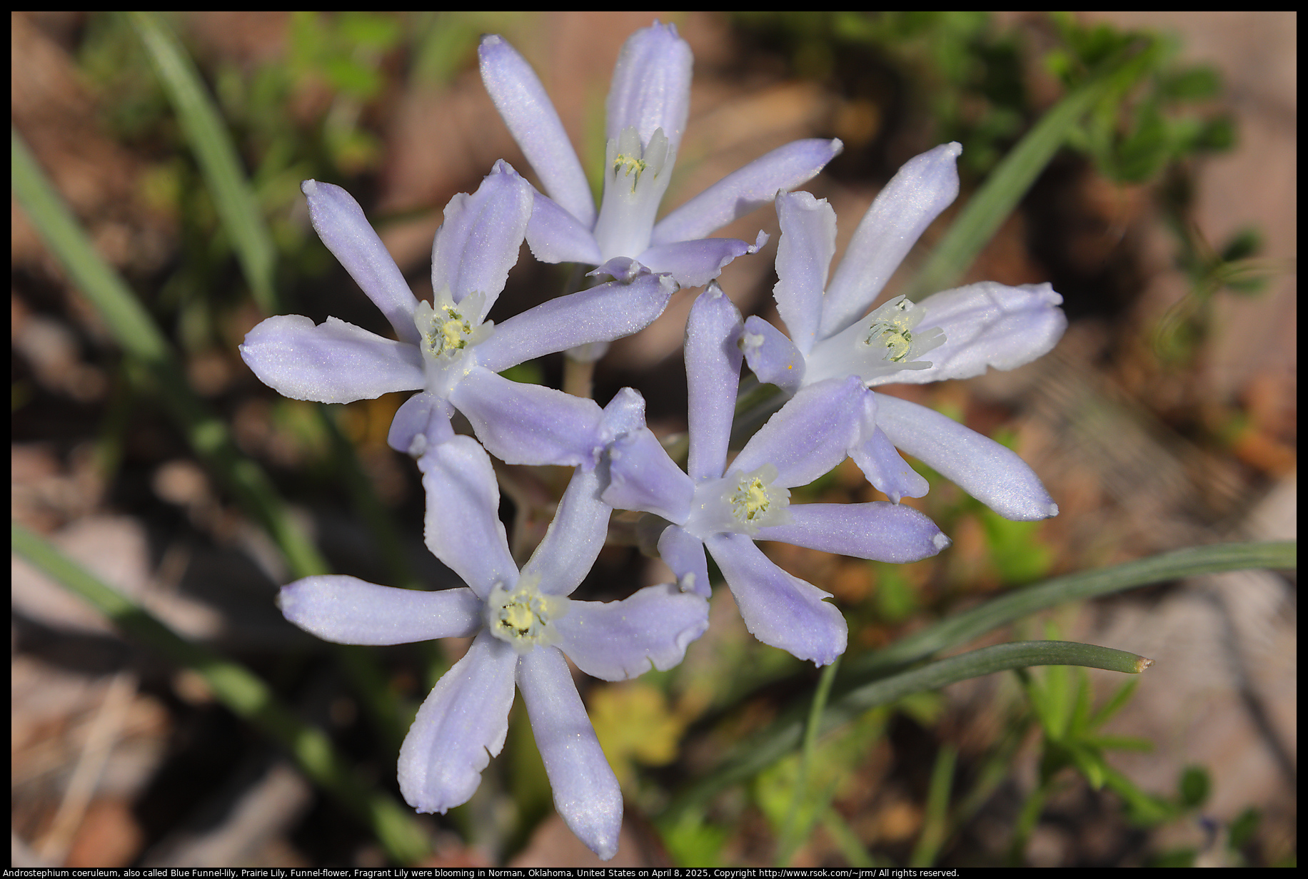 Androstephium coeruleum, also called Blue Funnel-lily, Prairie Lily, Funnel-flower, Fragrant Lily were blooming in Norman, Oklahoma, United States on April 8, 2025