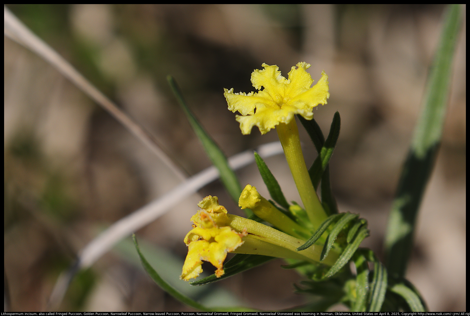 Lithospermum incisum, also called Fringed Puccoon, Golden Puccoon, Narrowleaf Puccoon, Narrow-leaved Puccoon, Puccoon, Narrowleaf Gromwell, Fringed Gromwell, Narrowleaf Stoneseed was blooming in Norman, Oklahoma, United States on April 8, 2025